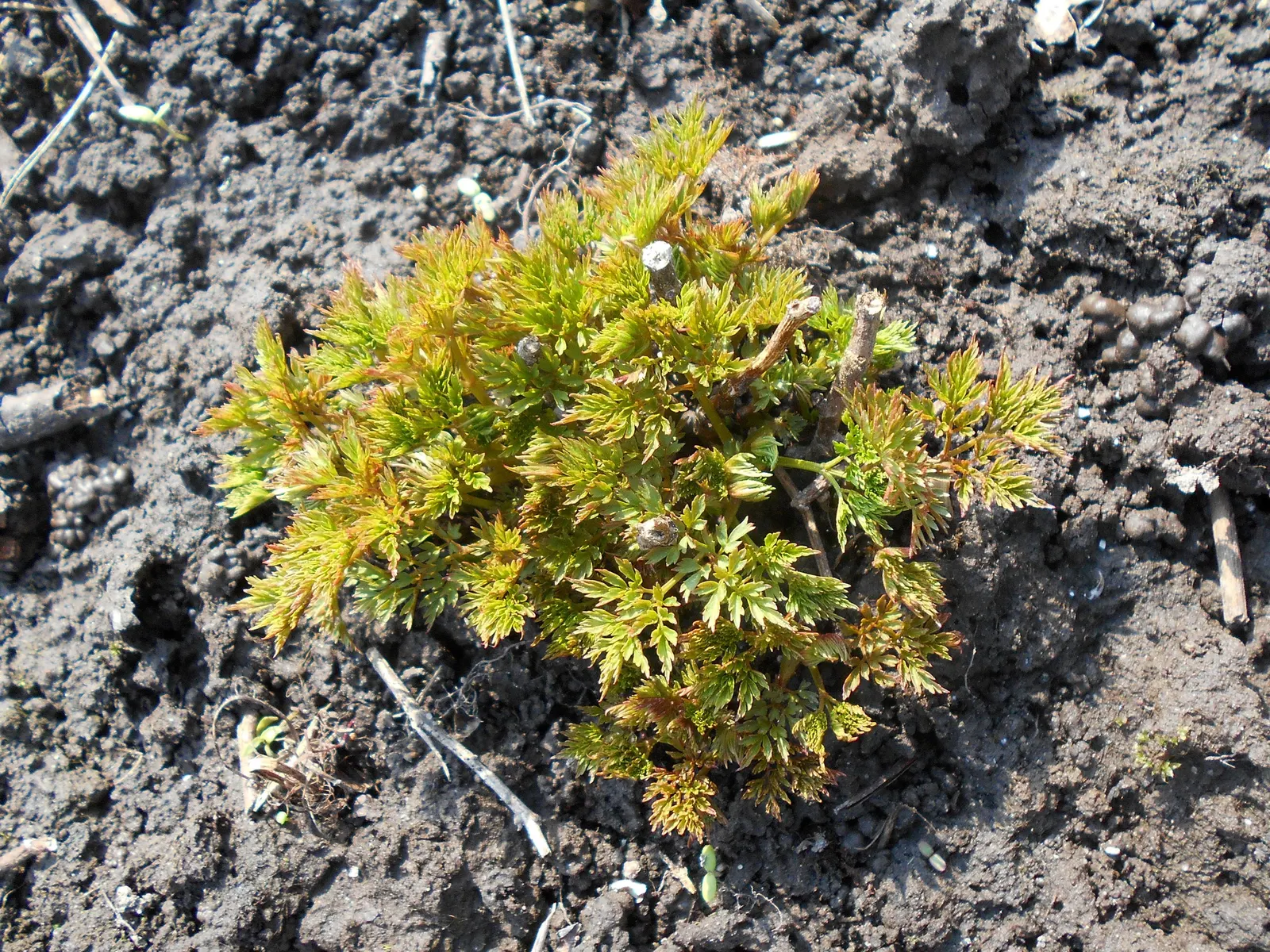 Dwarf Goat's Beard (Aruncus Aethusifolius) — a true gem for both the designer and the client; perennial for half or shade
