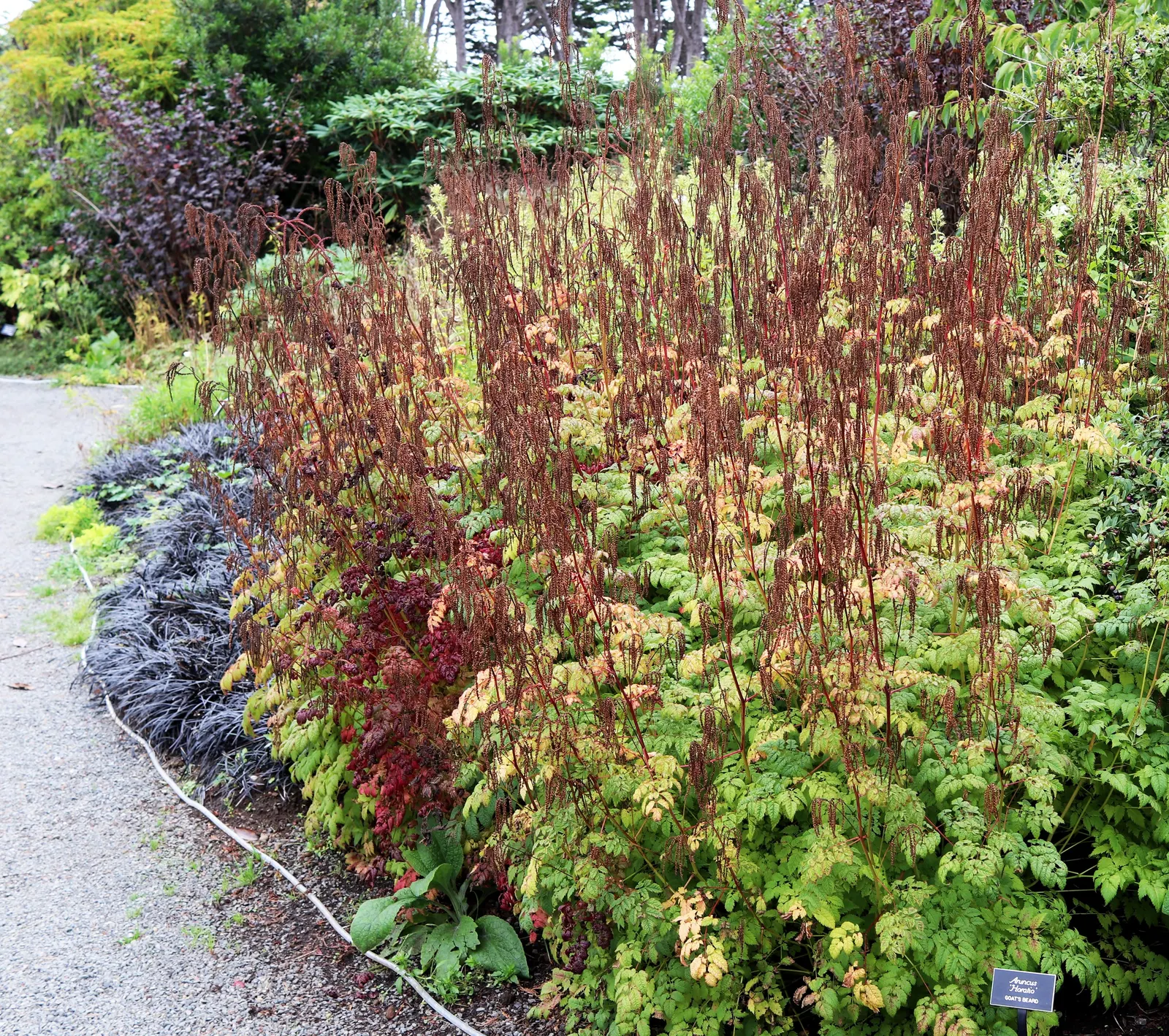 Dwarf Goat's Beard (Aruncus Aethusifolius) — perennial with white blooms; feathery plumes that reach up to 12 inches tall