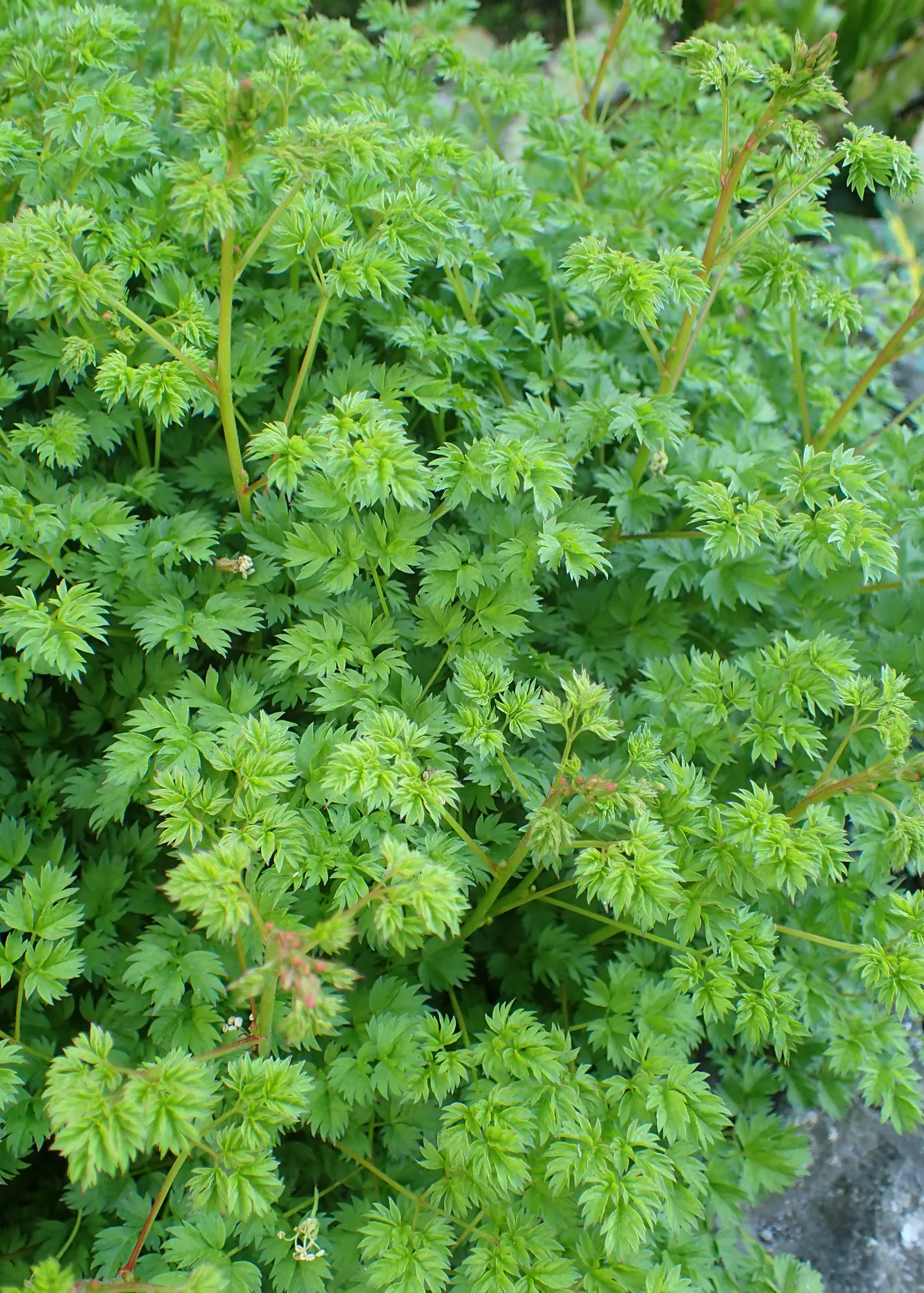 Dwarf Goat's Beard (Aruncus Aethusifolius) — white flowers in the garden