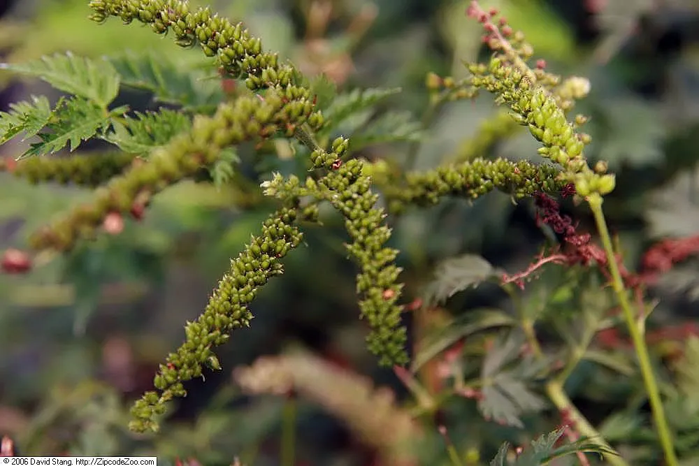 Dwarf Goat's Beard (Aruncus Aethusifolius) — Preferring part shade and moist