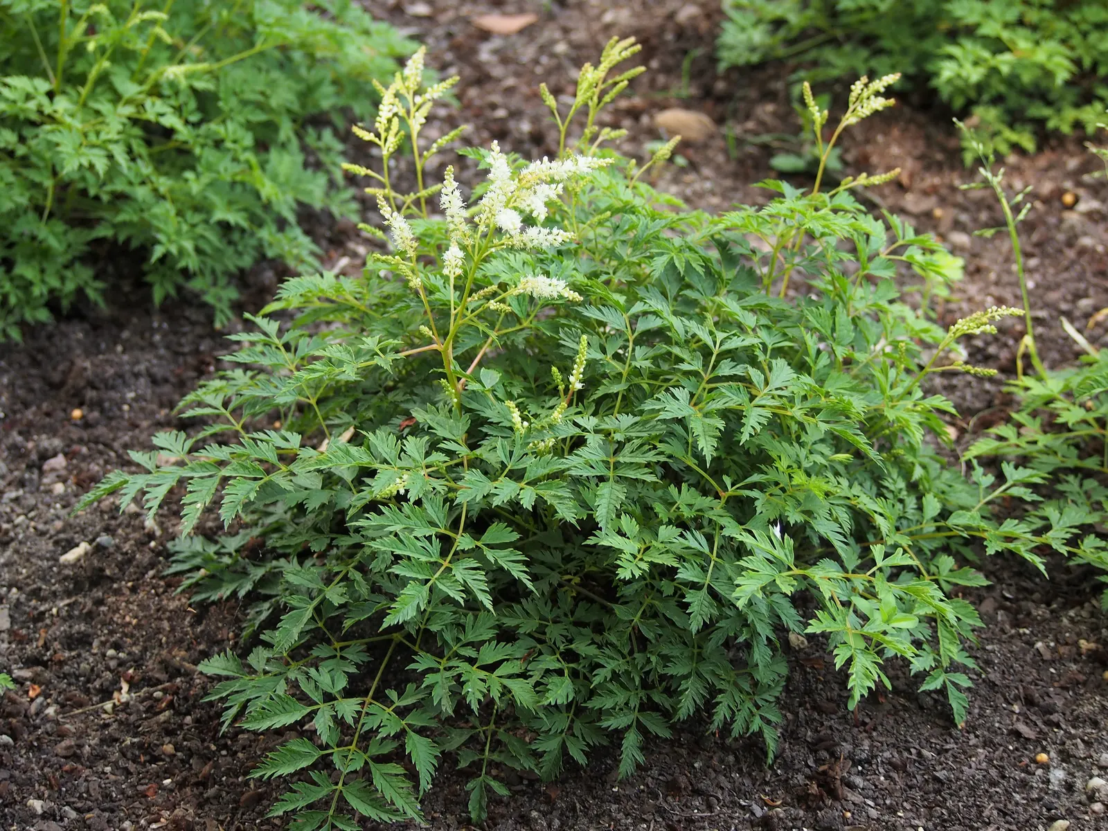 Dwarf Goat's Beard (Aruncus Aethusifolius) — with a mature size of approximately 12 inches in both height and spread; more colloquially known as Dwarf Goat's