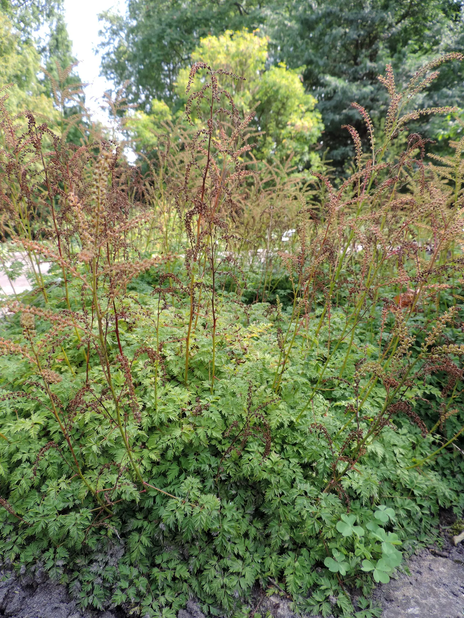 Dwarf Goat's Beard (Aruncus Aethusifolius) — Its finely dissected foliage resembles that of a miniature fern or the foliage of Astilbe; ideal for USDA Zones 3