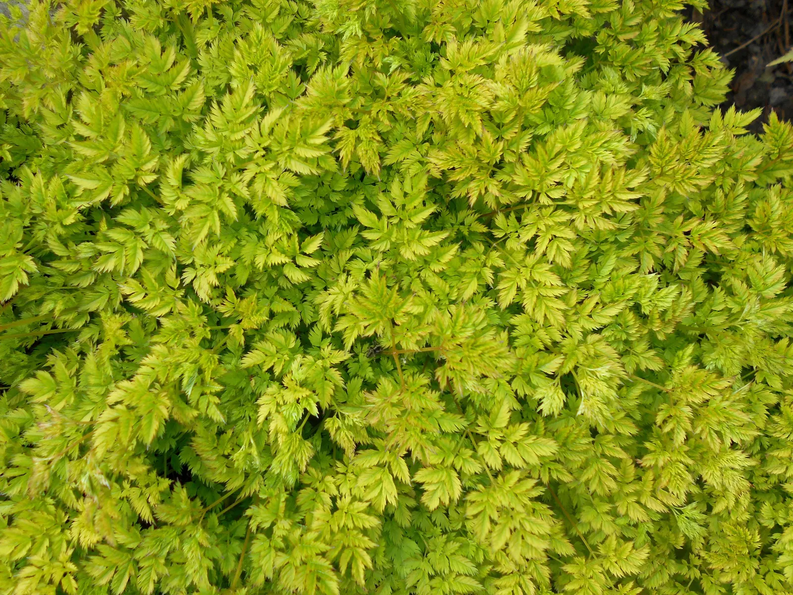 Dwarf Goat's Beard (Aruncus Aethusifolius) — This compact species hails from Korea and is much smaller than its relatives