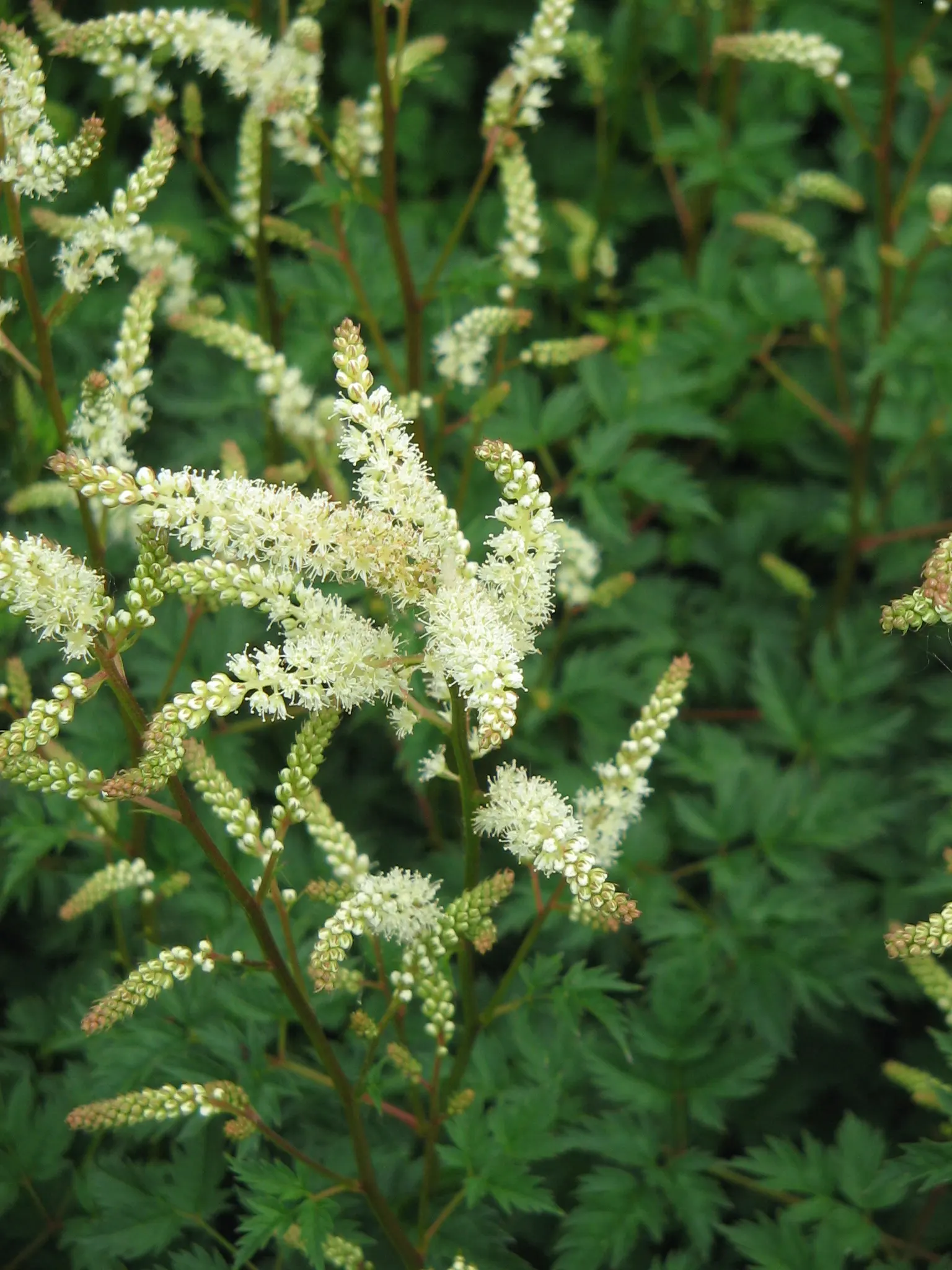 Dwarf Goat's Beard (Aruncus Aethusifolius) — Its fern-like foliage is deep green