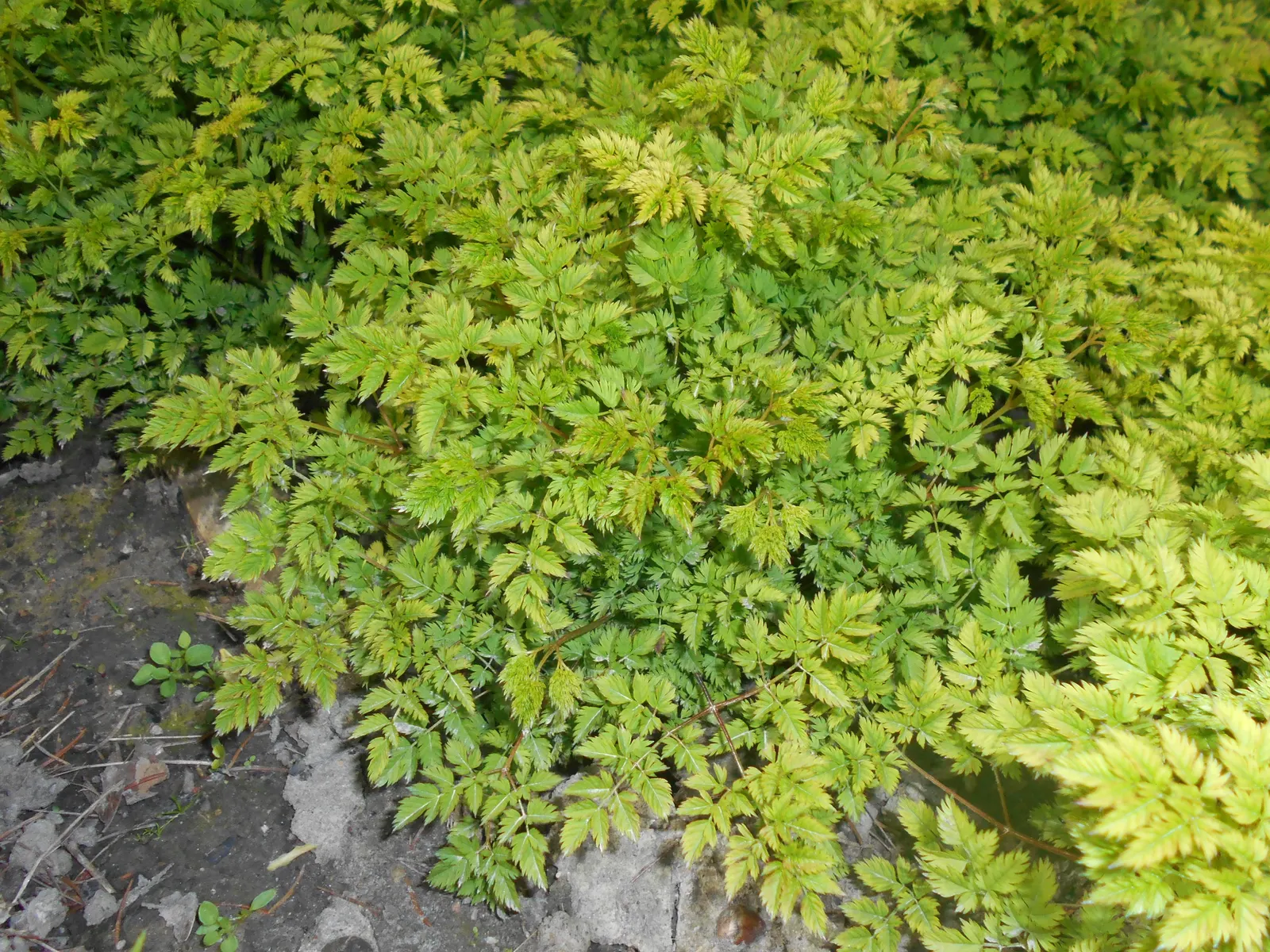Dwarf Goat's Beard (Aruncus Aethusifolius) — Its mounded form adds elegant structure, while it's deer-resistant, attracting butterflies to the landscape