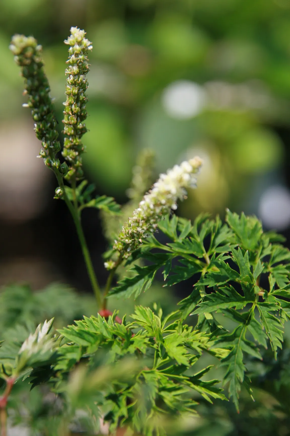 Dwarf Goat's Beard (Aruncus Aethusifolius) — more colloquially known as Dwarf Goat's Beard