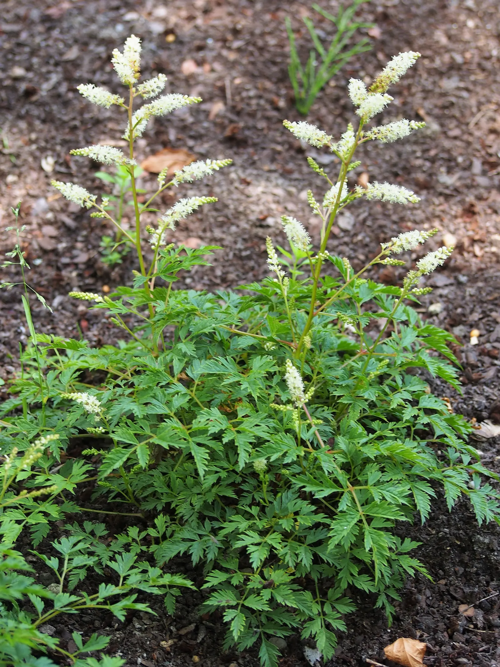Dwarf Goat's Beard (Aruncus Aethusifolius) — Dwarf Goat's Beard (Aruncus aethusifolius) is a compact herbaceous perennial; providing a textured backdrop for