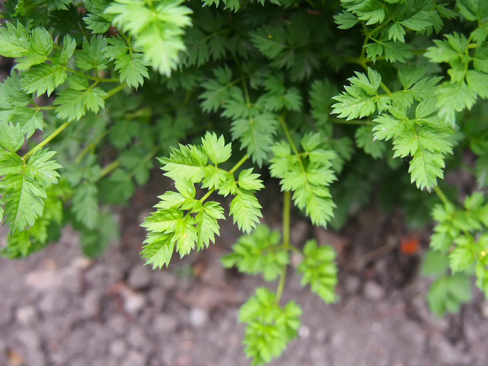 Dwarf Goat's Beard (Aruncus Aethusifolius) — it is a low-maintenance plant with minimal pest and disease issues; or even container gardening