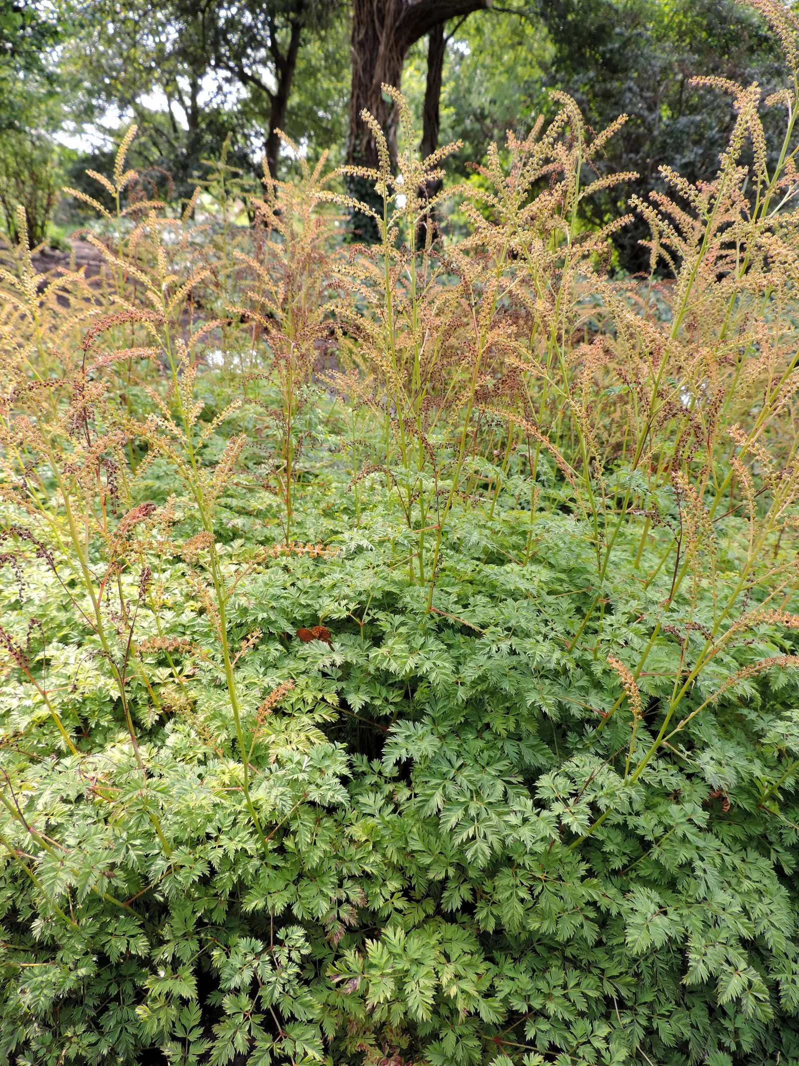 Dwarf Goat's Beard (Aruncus Aethusifolius) — Its dwarf stature also renders it perfect for small gardens; its fern-like foliage is deep green