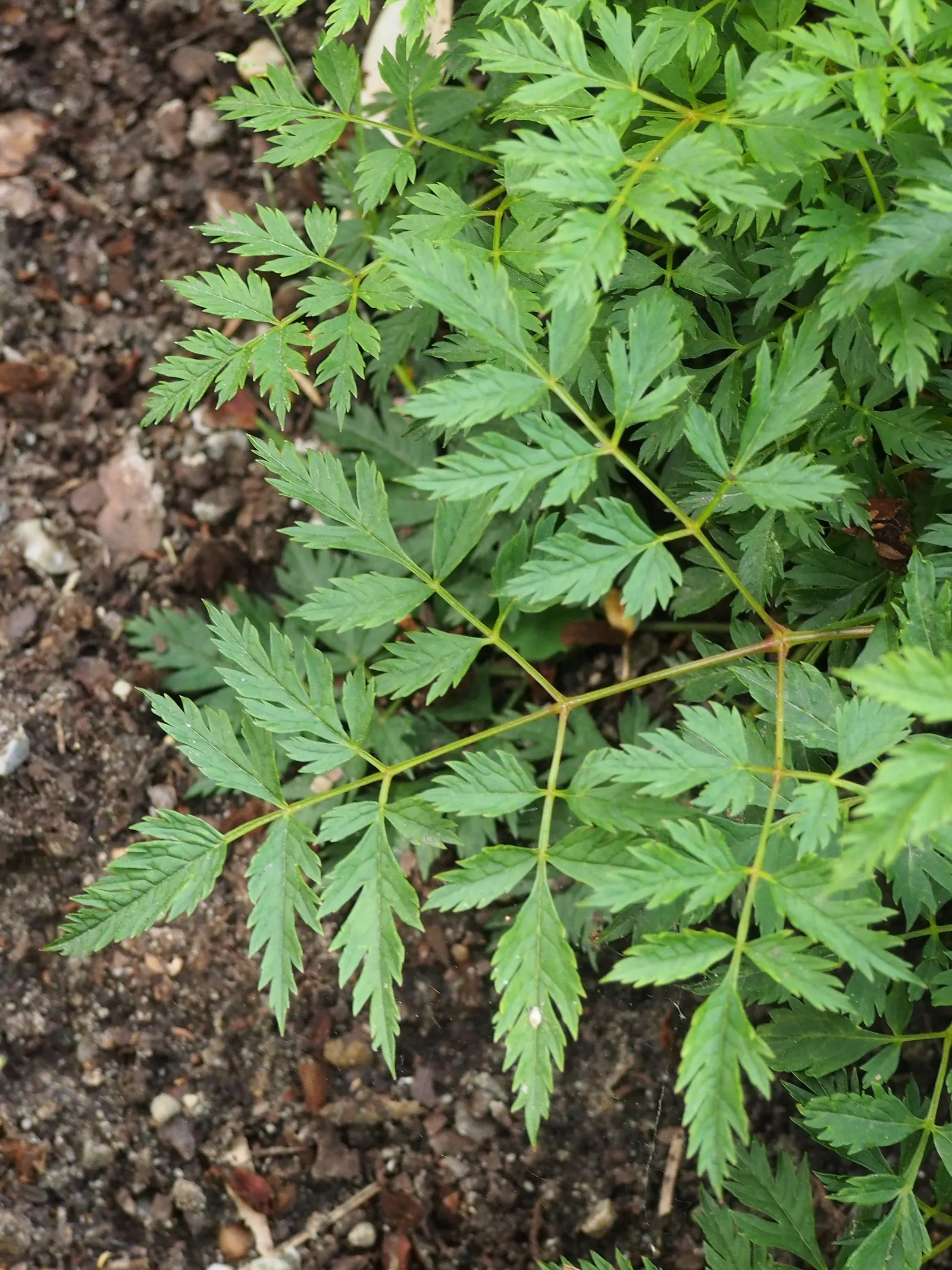 Dwarf Goat's Beard (Aruncus Aethusifolius) — this low-maintenance plant is ideal for small gardens or borders