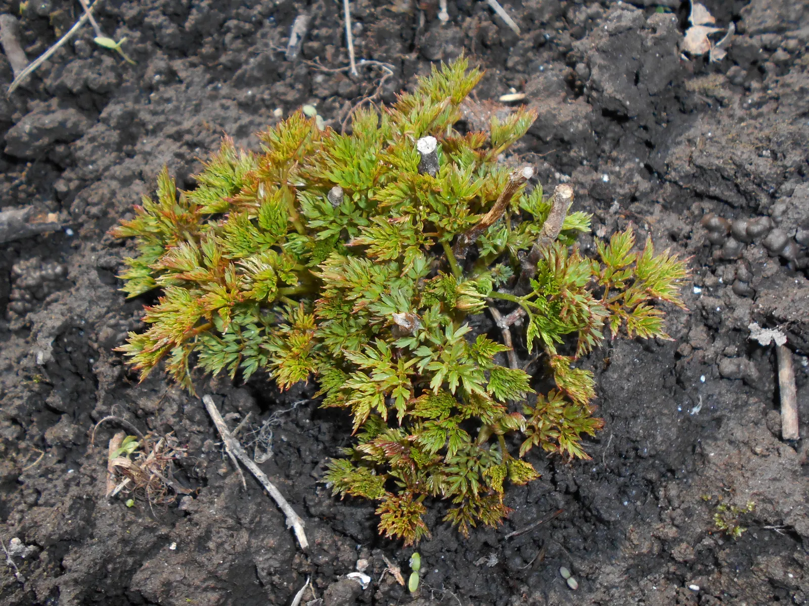 Dwarf Goat's Beard (Aruncus Aethusifolius) — plume-like flowers in early summer; its mounded form adds elegant structure, while it's deer-resistant, attracting