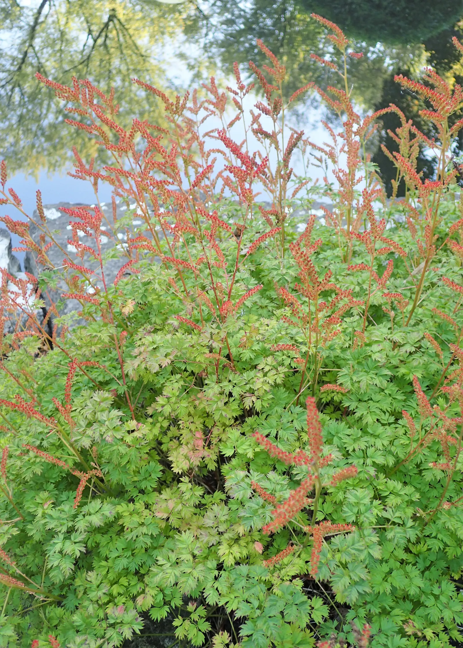 Dwarf Goat's Beard (Aruncus Aethusifolius) — with a mature size of approximately 12 inches in both height and spread