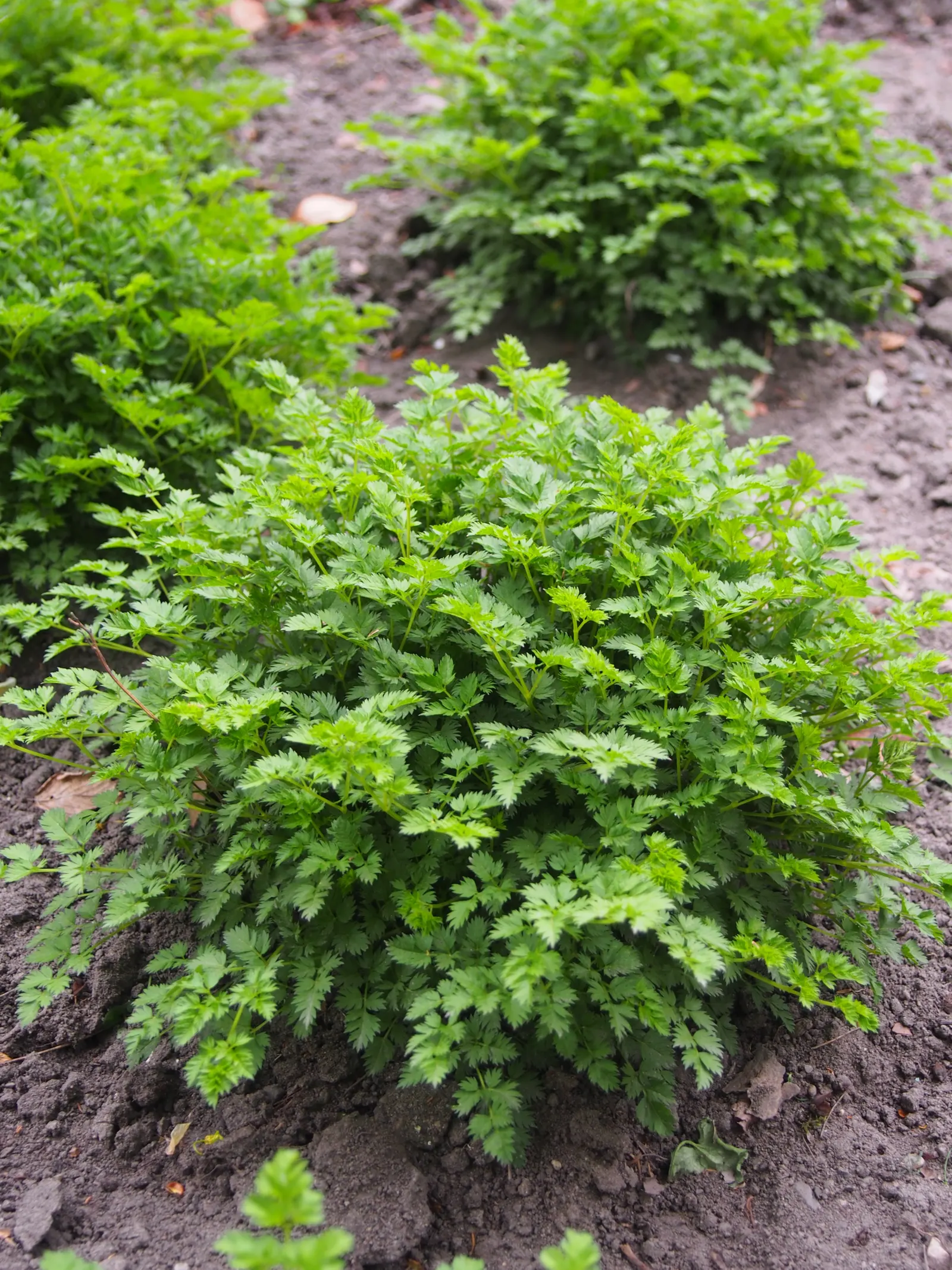 Dwarf Goat's Beard (Aruncus Aethusifolius) — providing a textured backdrop for creamy white