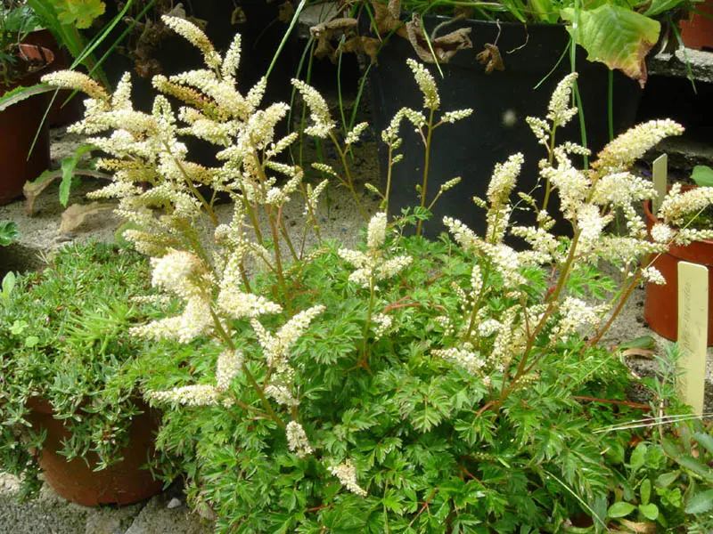 Dwarf Goat's Beard (Aruncus Aethusifolius) — Its mounded form adds elegant structure, while it's deer-resistant, attracting butterflies to the, image 32