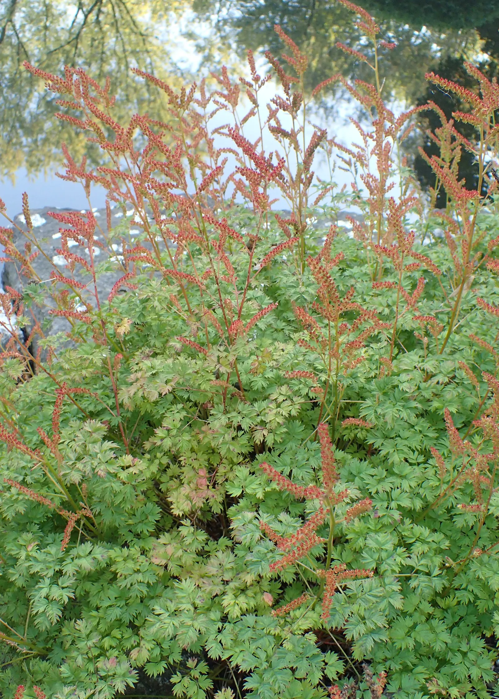 Dwarf Goat's Beard (Aruncus Aethusifolius) — it is a low-maintenance plant with minimal pest and disease issues