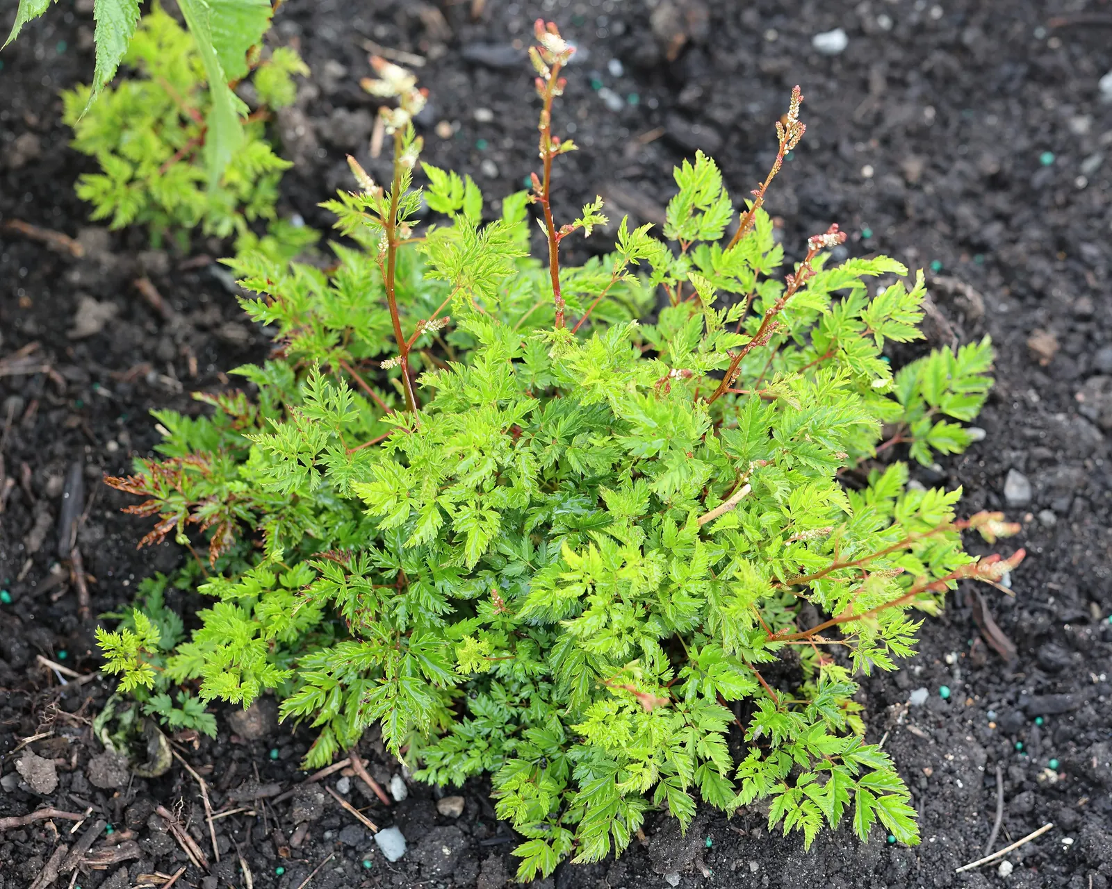Dwarf Goat's Beard (Aruncus Aethusifolius) — airy feel to a garden setting; preferring part shade and moist