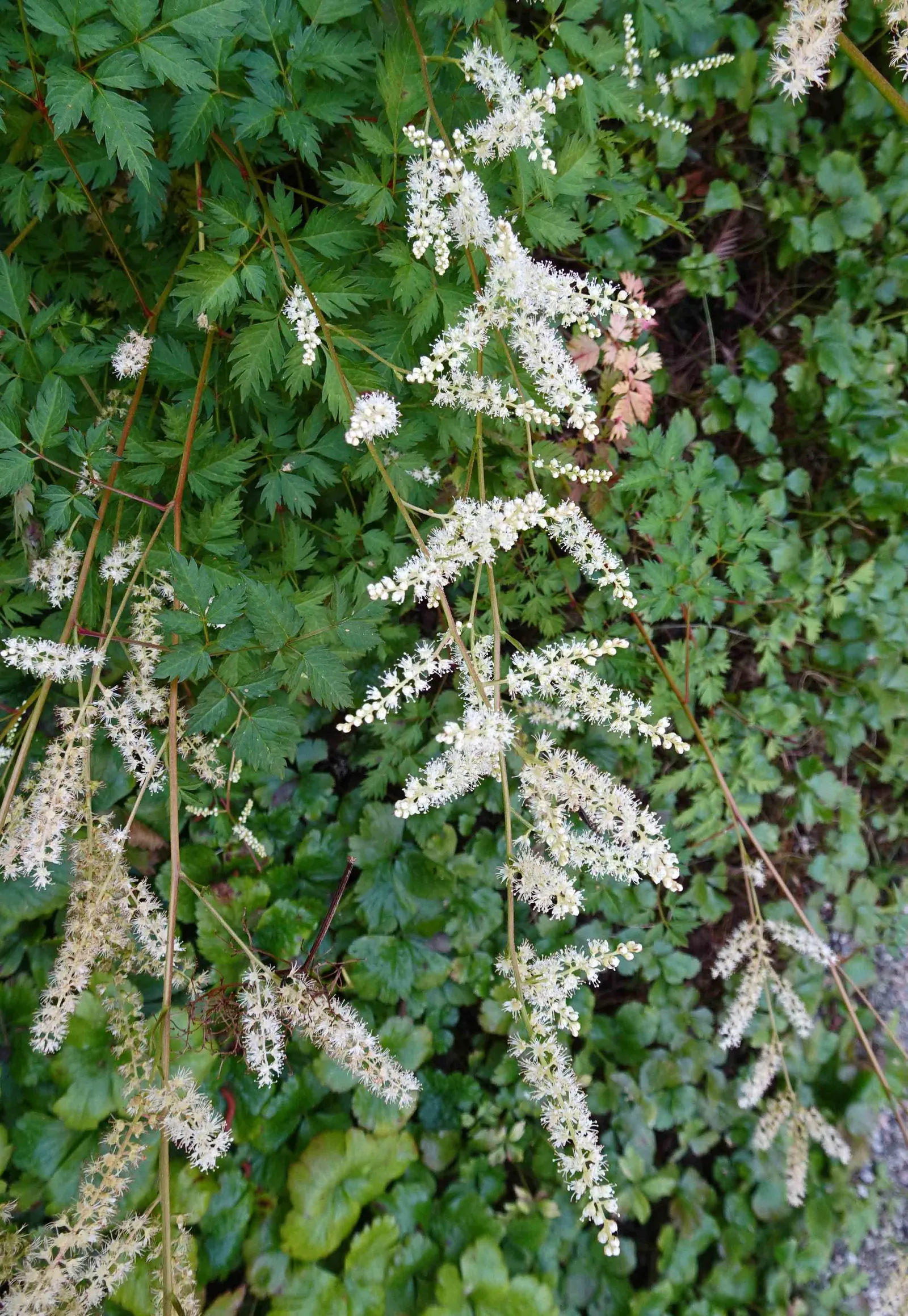 Dwarf Goat's Beard (Aruncus Aethusifolius) — feathery plumes that reach up to 12 inches tall; perennial with white blooms