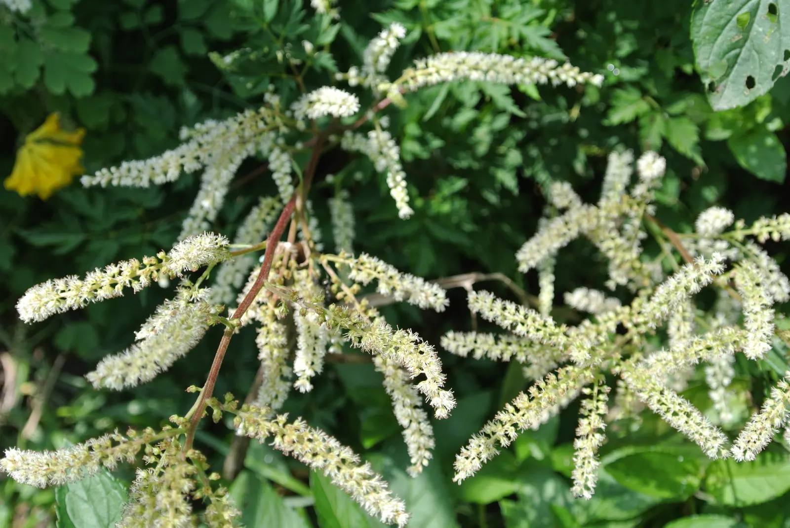 Dwarf Goat's Beard (Aruncus Aethusifolius) — or even container gardening; it is a low-maintenance plant with minimal pest and disease issues
