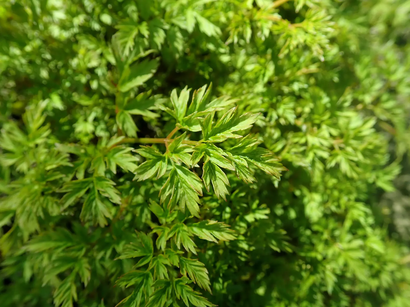 Dwarf Goat's Beard (Aruncus Aethusifolius) — perennial with white blooms