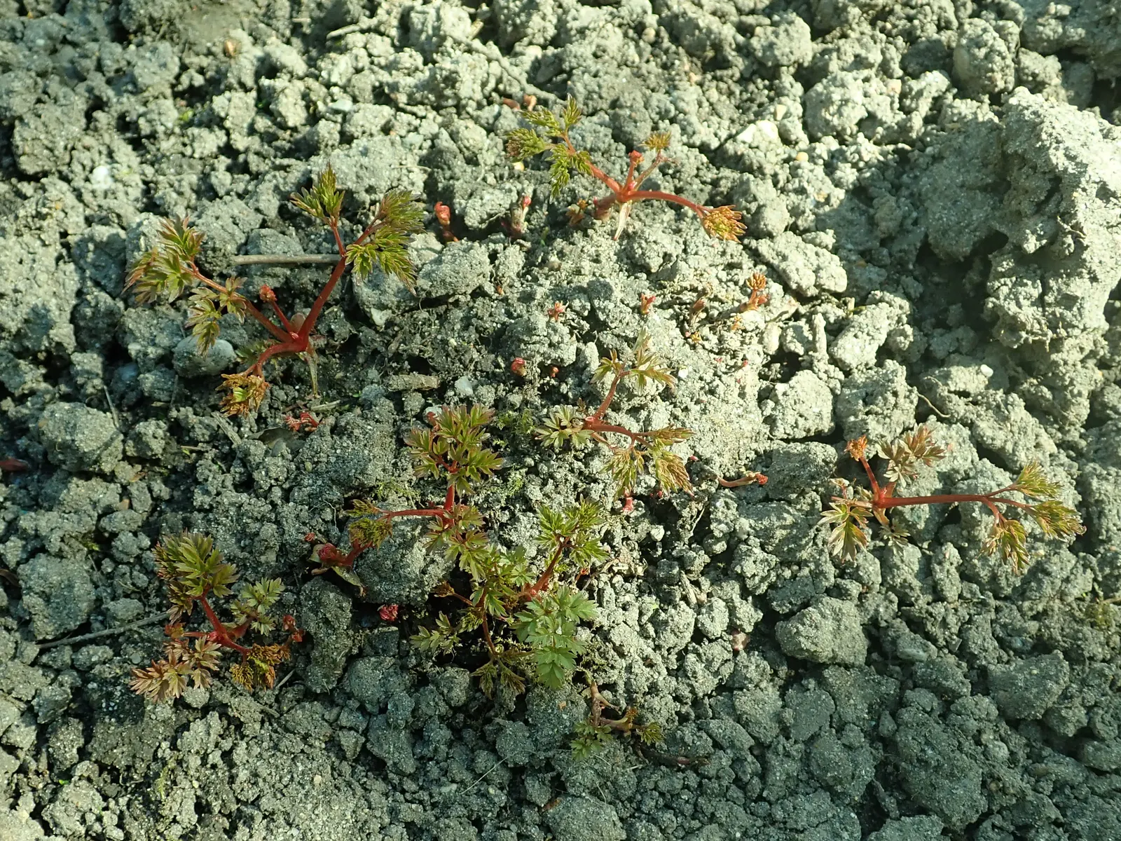 Dwarf Goat's Beard (Aruncus Aethusifolius) — reaching up to 12 inches tall and wide; this compact species hails from Korea and is much smaller than its