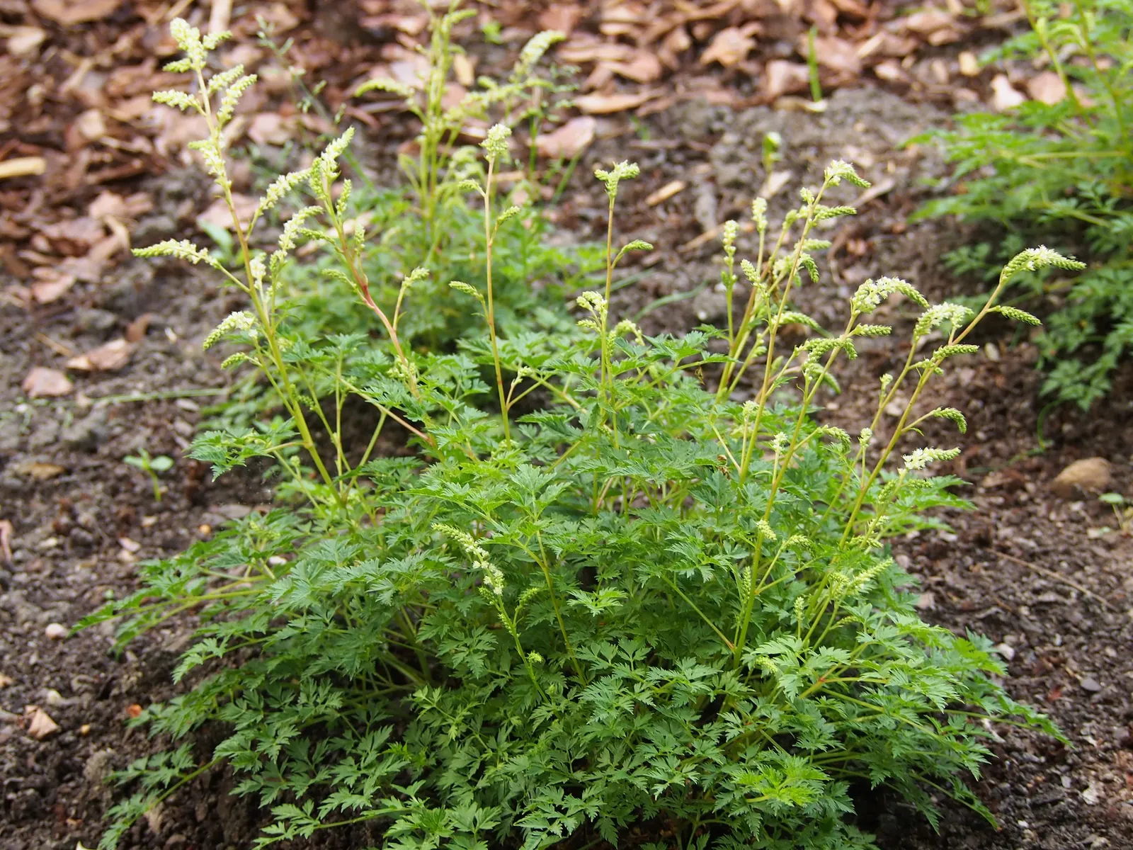Dwarf Goat's Beard (Aruncus Aethusifolius) — more colloquially known as Dwarf Goat's Beard; with a mature size of approximately 12 inches in both height and