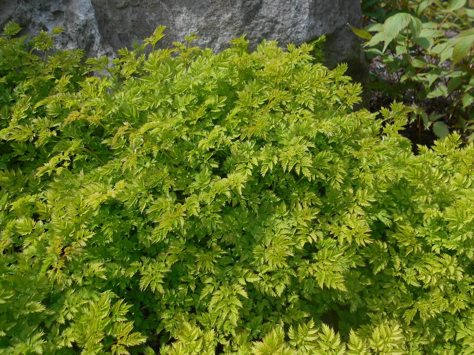 Dwarf Goat's Beard (Aruncus Aethusifolius) — this low-maintenance plant is ideal for small gardens or borders; white flowers in the garden