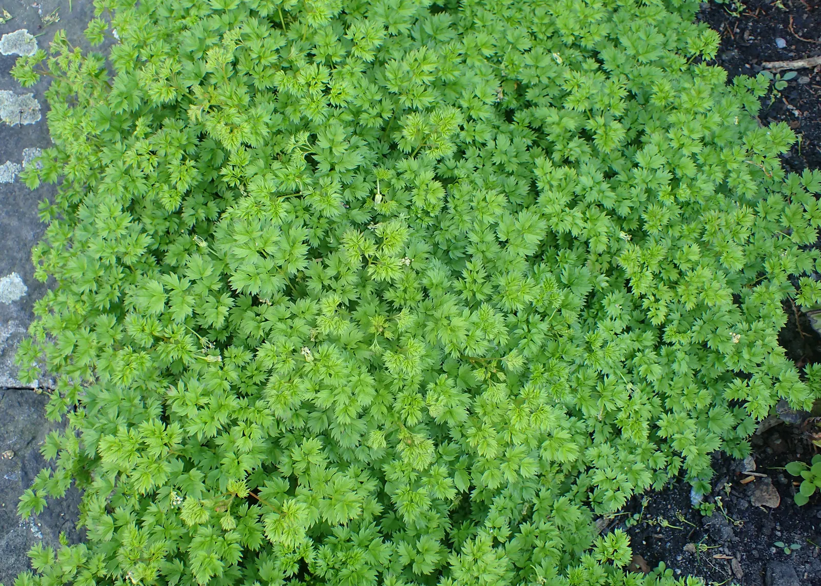 Dwarf Goat's Beard (Aruncus Aethusifolius) — airy feel to a garden setting
