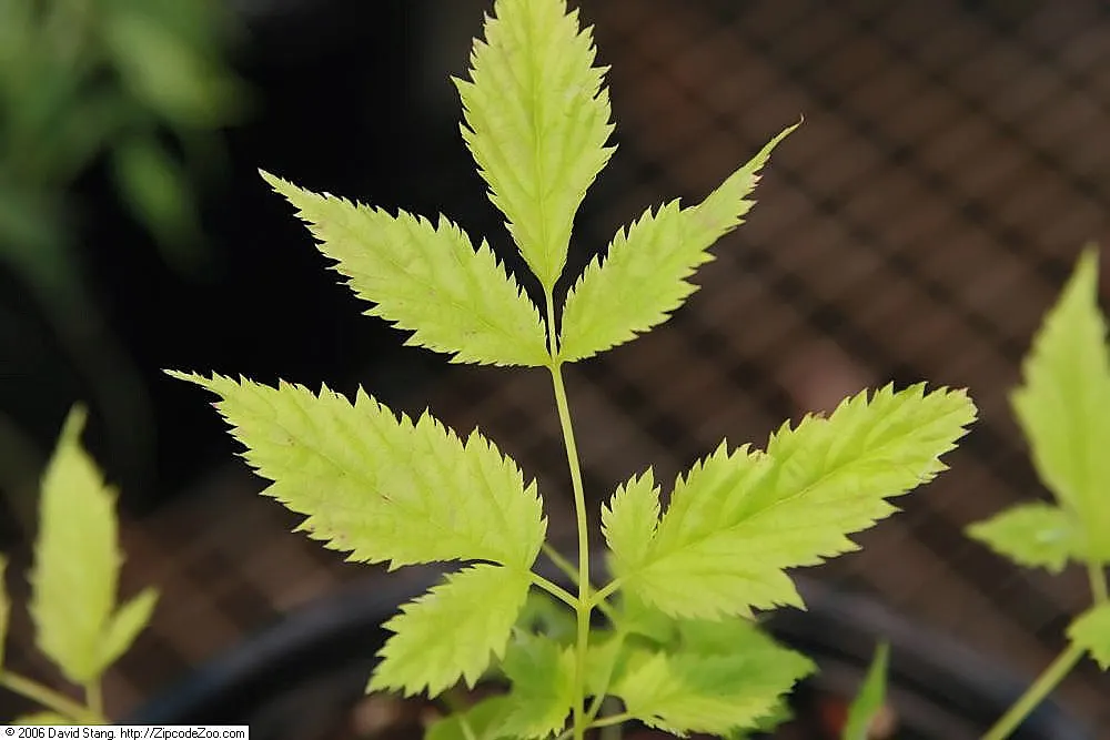 Dwarf Goat's Beard (Aruncus Aethusifolius) — reaching up to 12 inches tall and wide