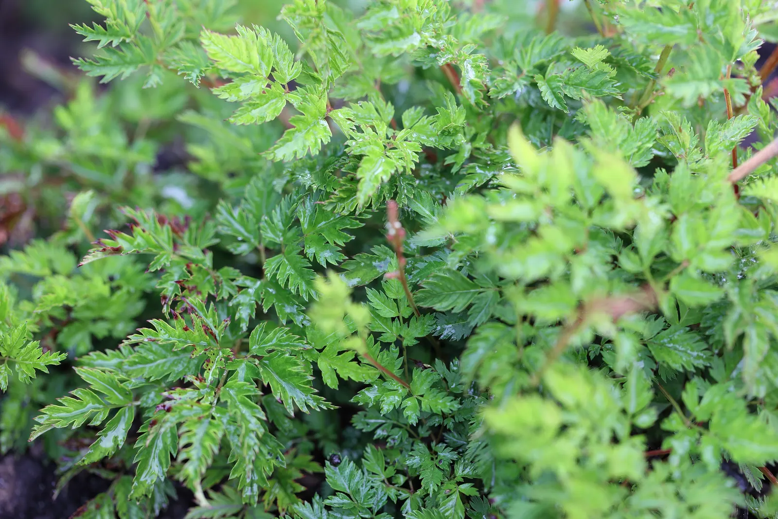 Dwarf Goat's Beard (Aruncus Aethusifolius) — feathery plumes that reach up to 12 inches tall