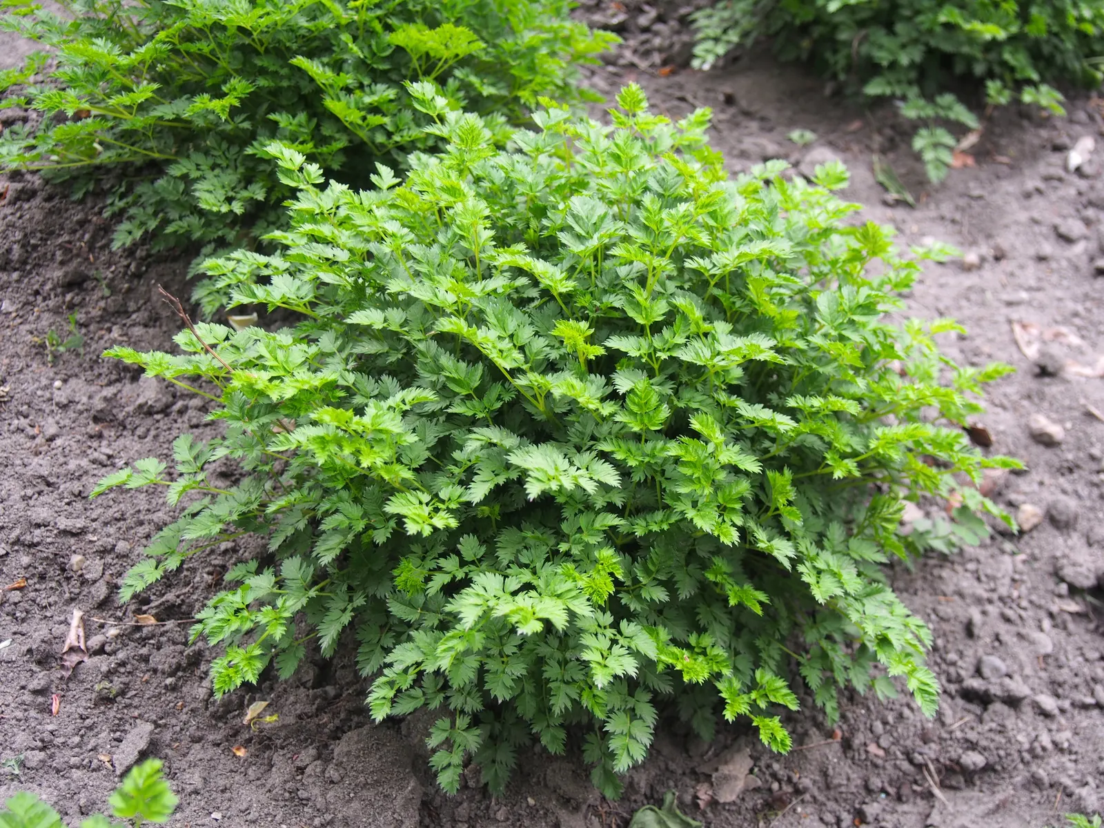 Dwarf Goat's Beard (Aruncus Aethusifolius) — providing a textured backdrop for creamy white; dwarf Goat's Beard (Aruncus aethusifolius) is a compact herbaceous
