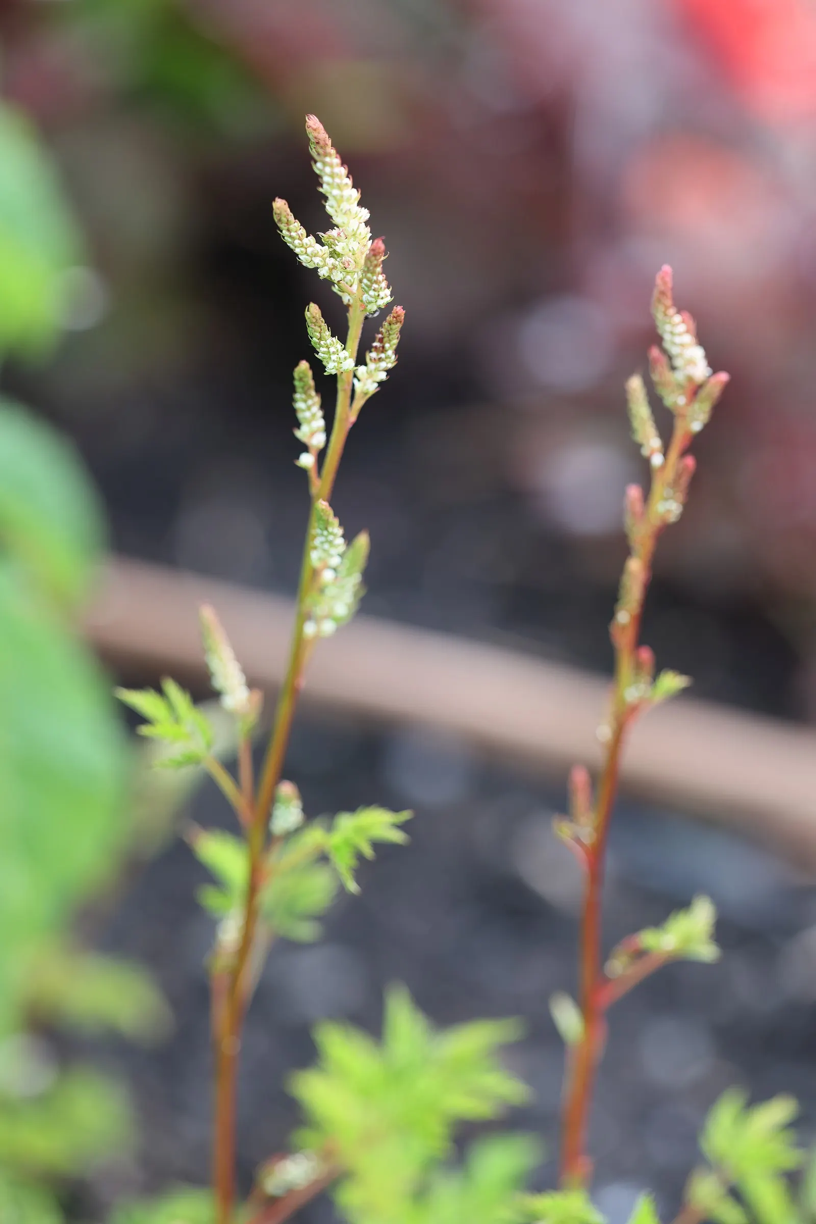 Dwarf Goat's Beard (Aruncus Aethusifolius) — Its dwarf stature also renders it perfect for small gardens