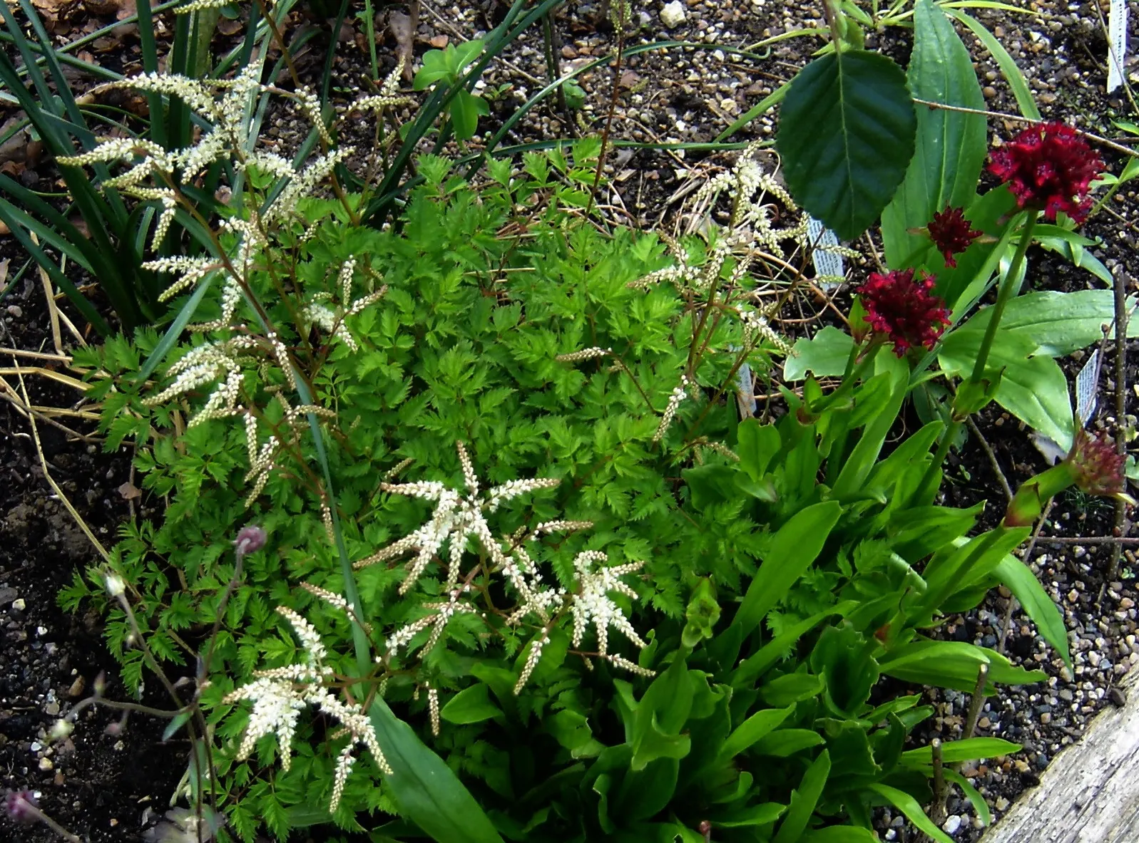 Dwarf Goat's Beard (Aruncus Aethusifolius) — is a perennial plant that provides a wealth of charm and texture to any garden design; front-of-border placement