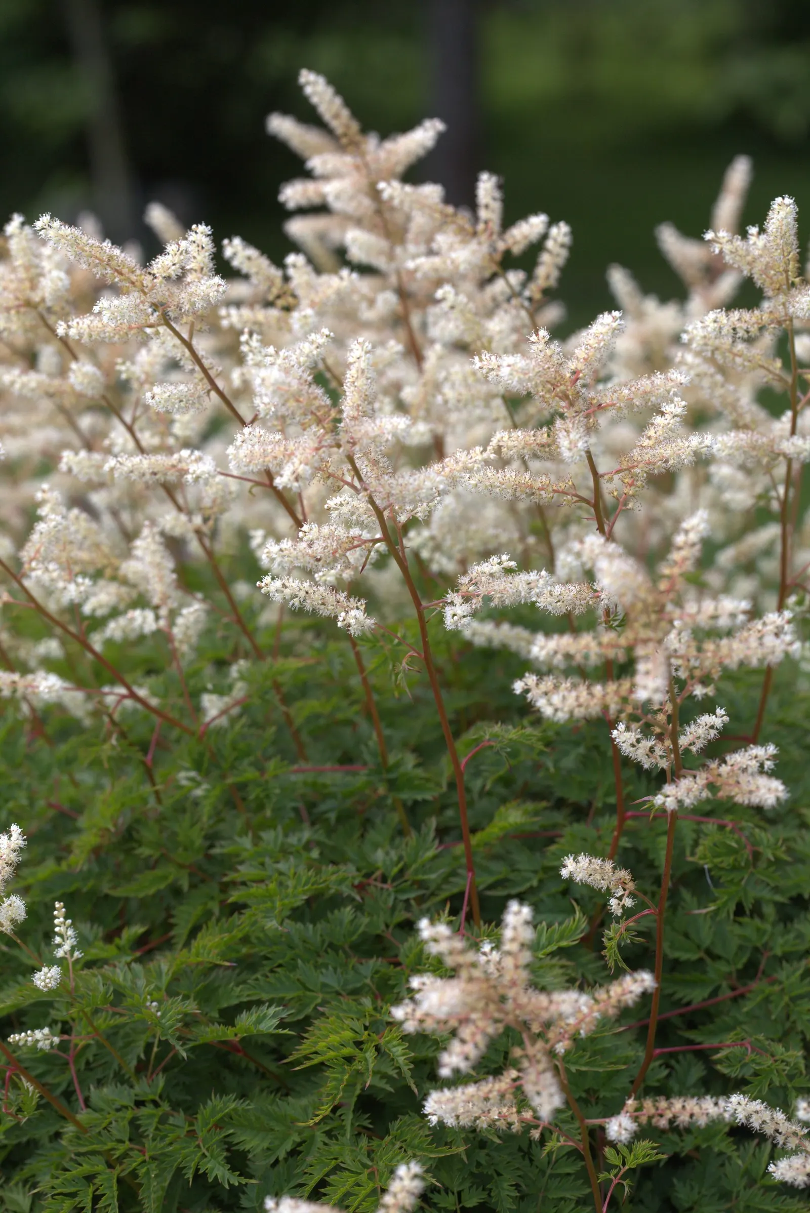 Dwarf Goat's Beard (Aruncus Aethusifolius) — front-of-border placement