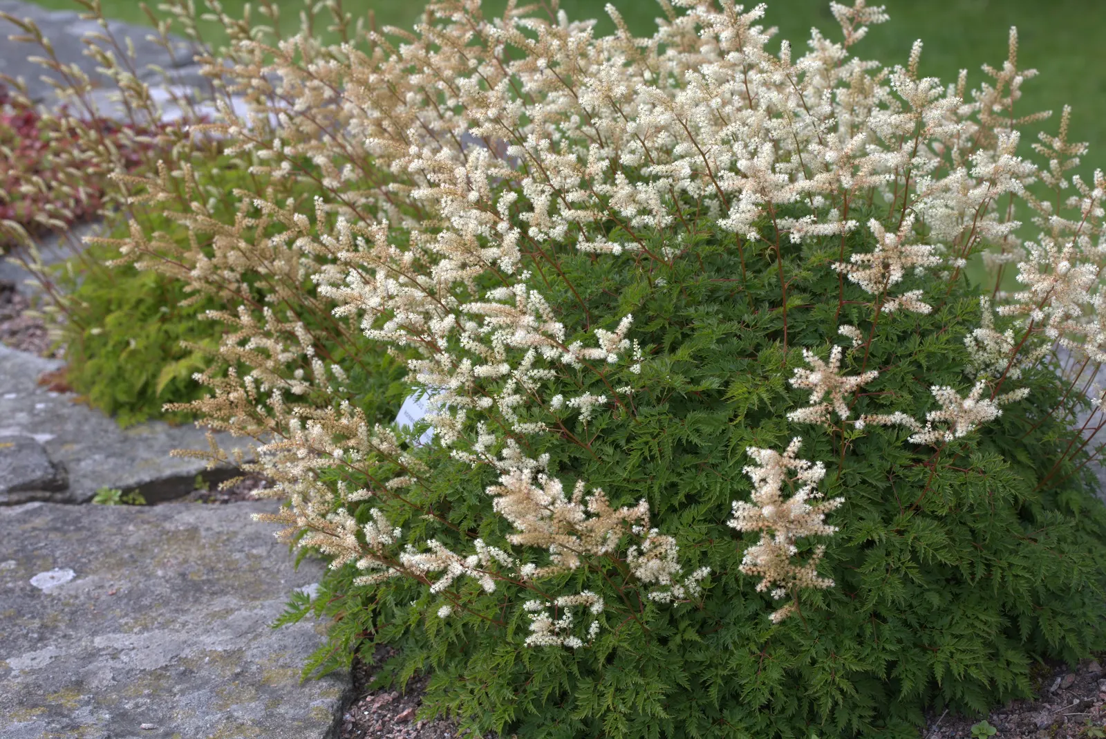 Dwarf Goat's Beard (Aruncus Aethusifolius) — Ideal for USDA Zones 3 through 7
