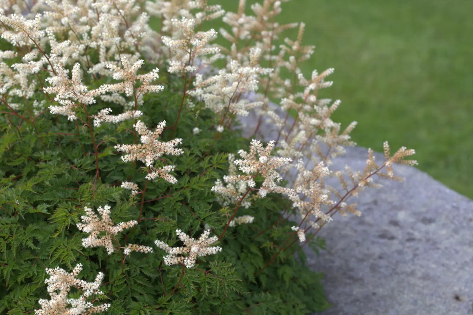 Dwarf Goat's Beard (Aruncus Aethusifolius) — Its finely dissected foliage resembles that of a miniature fern or the foliage of Astilbe