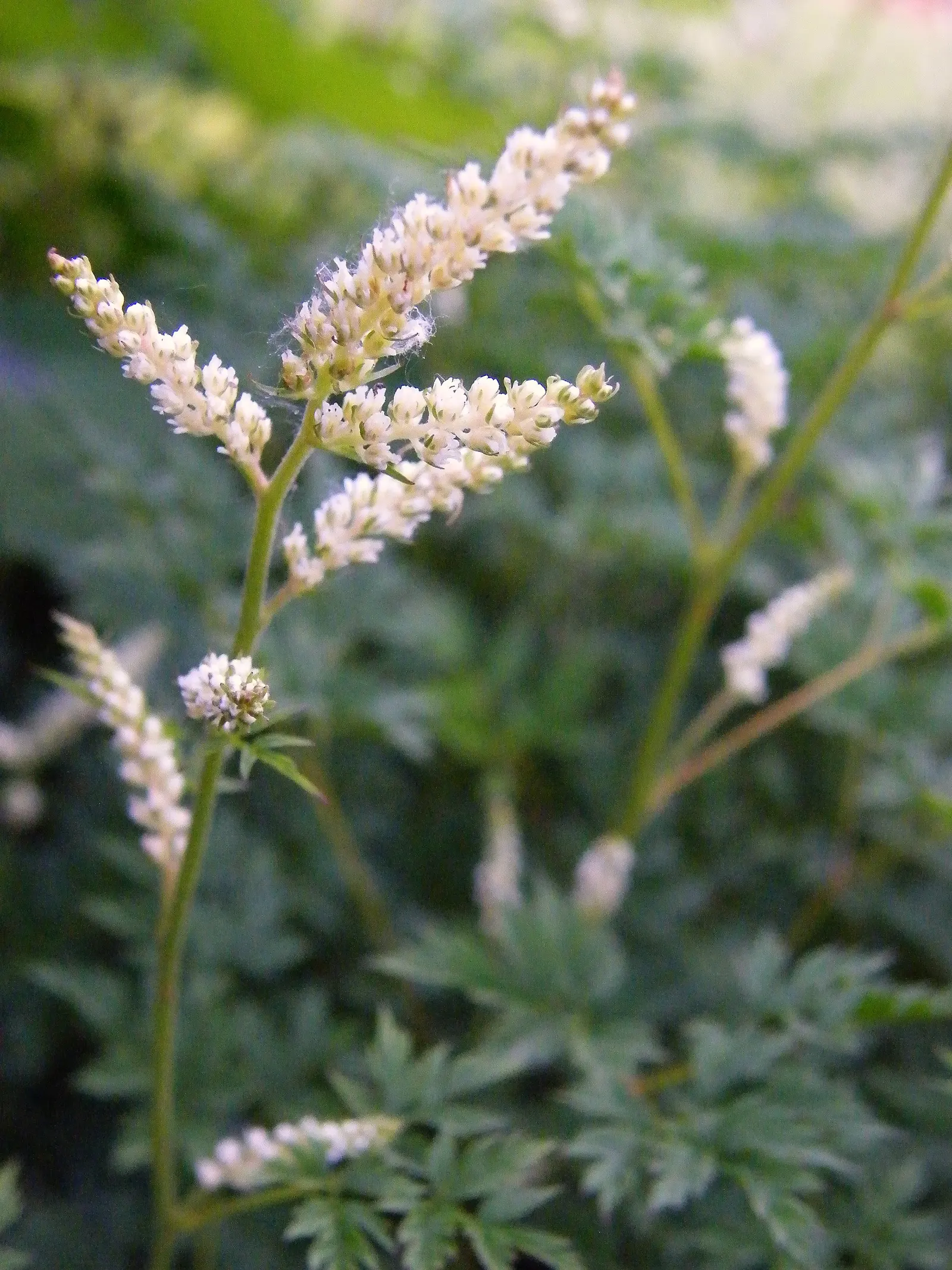 Dwarf Goat's Beard (Aruncus Aethusifolius) — perennial for half or shade
