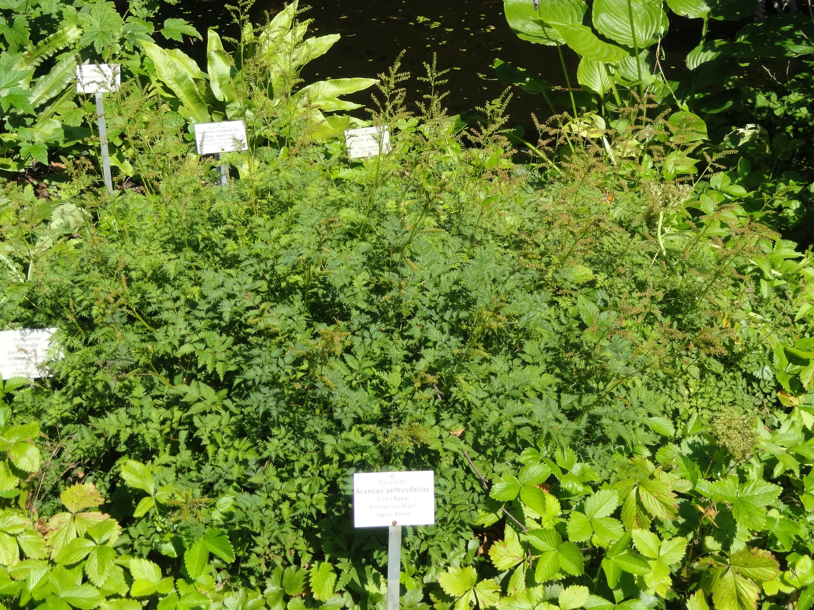 Dwarf Goat's Beard (Aruncus Aethusifolius) — is a perennial plant that provides a wealth of charm and texture to any garden design