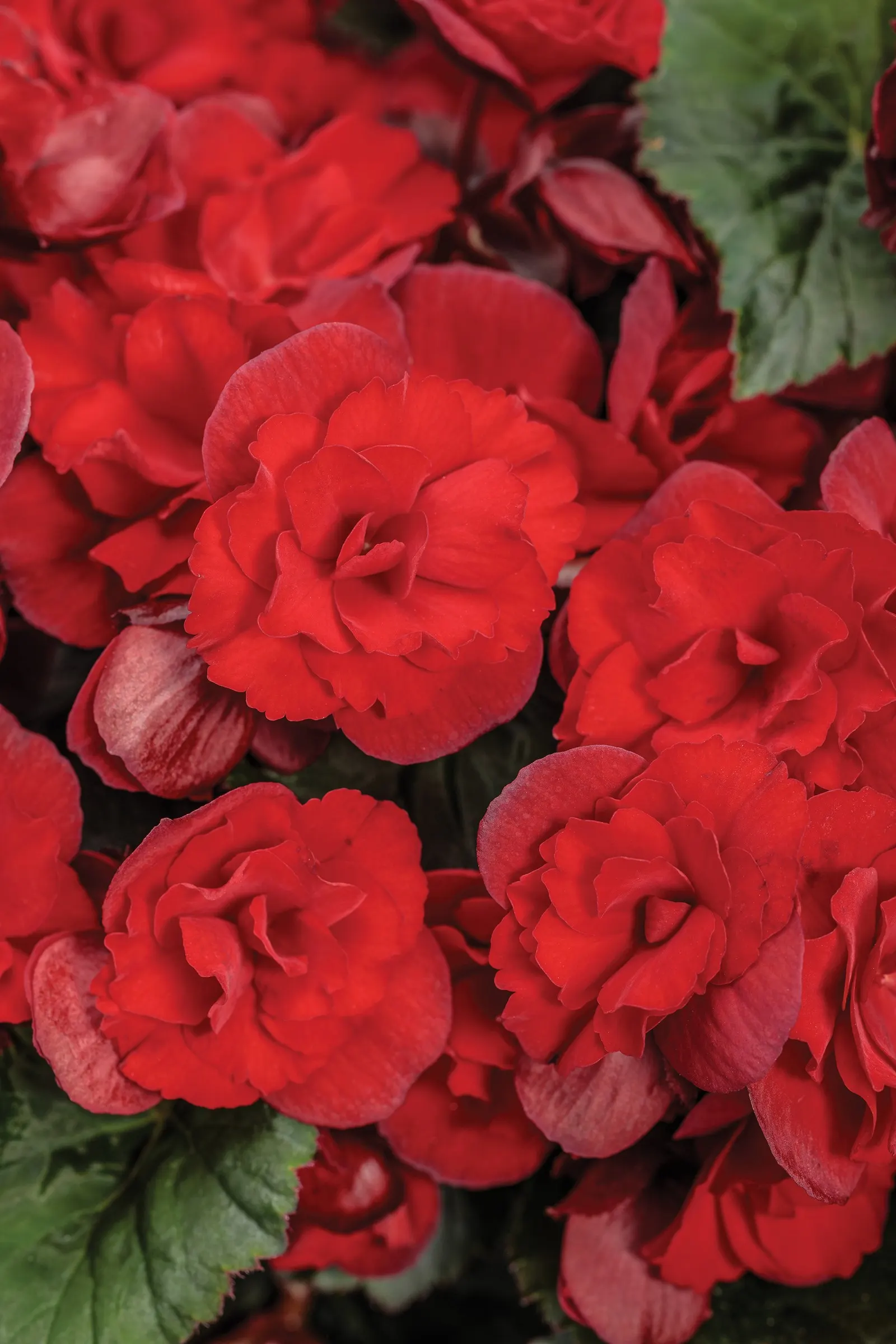 Scarlet Rieger Begonia (Begonia x hiemalis) — ‘Scarlet’ brings a polished