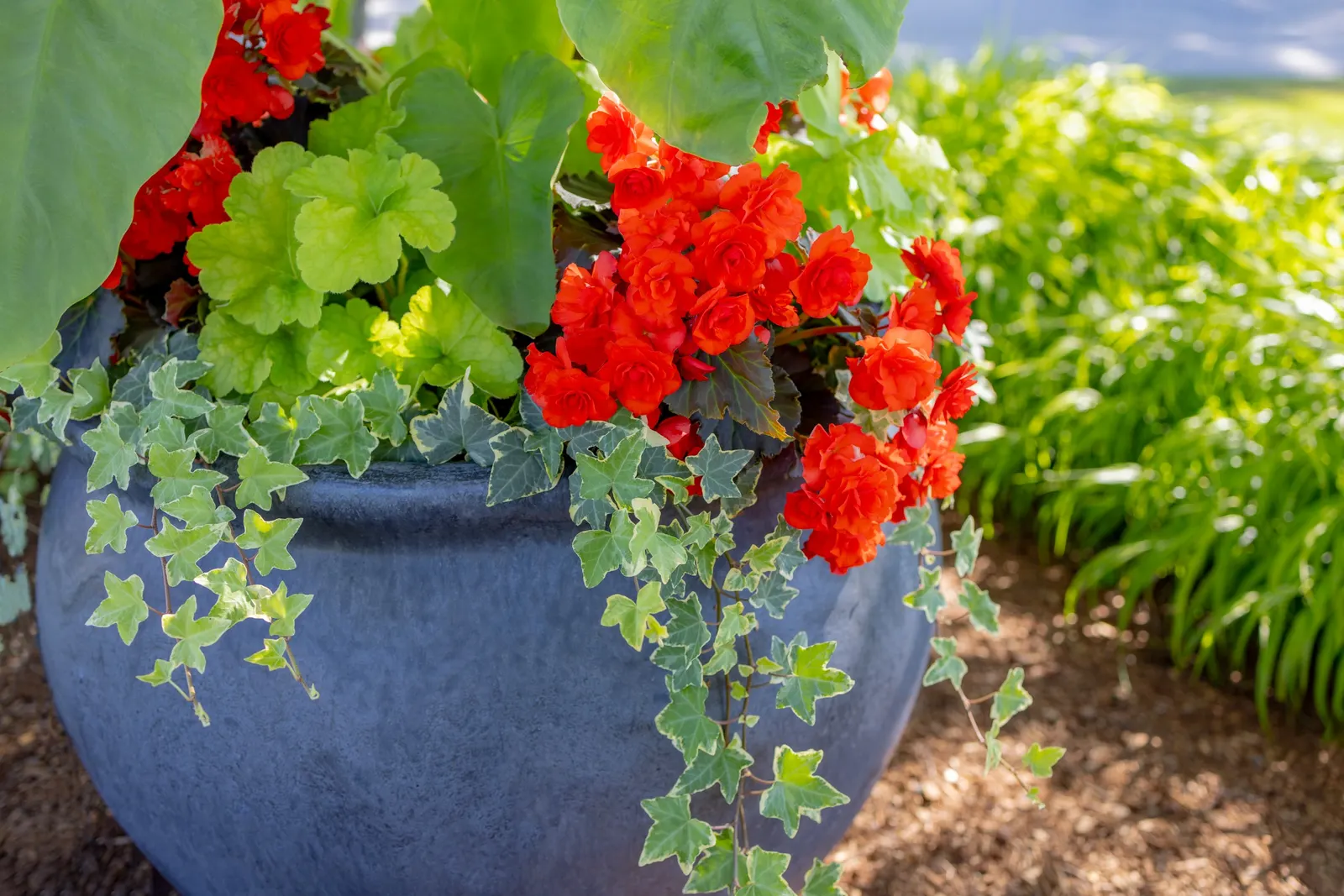 Scarlet Rieger Begonia (Begonia x hiemalis) — Hardy in USDA Zones 9a-11b