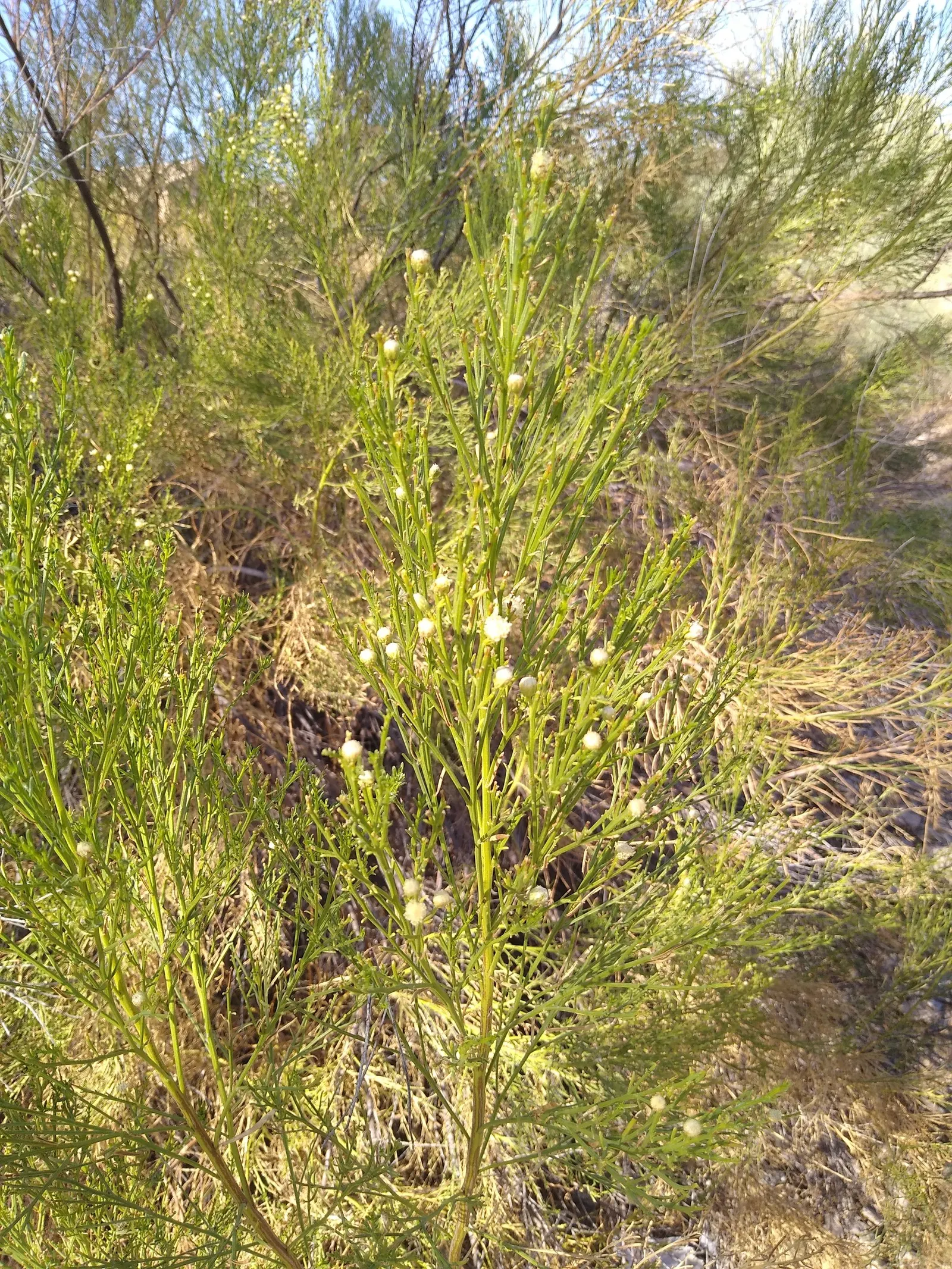Desert Broom, Rosin Bush (Baccharis Sarothroides) — producing dense clusters of tiny