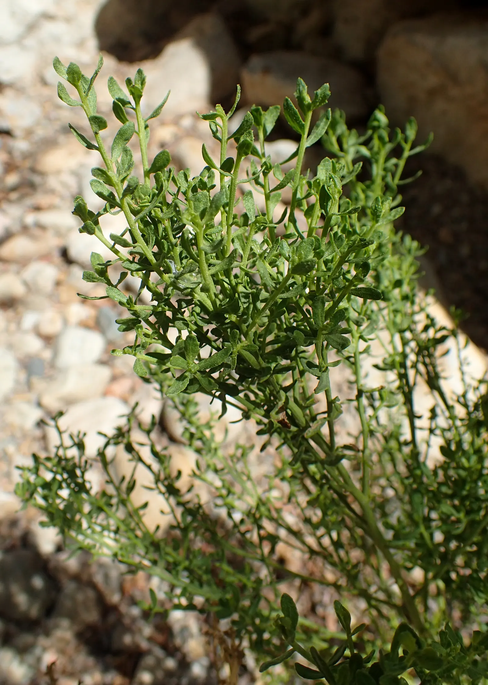 Desert Broom, Rosin Bush (Baccharis Sarothroides) — cream to white flowers in fall