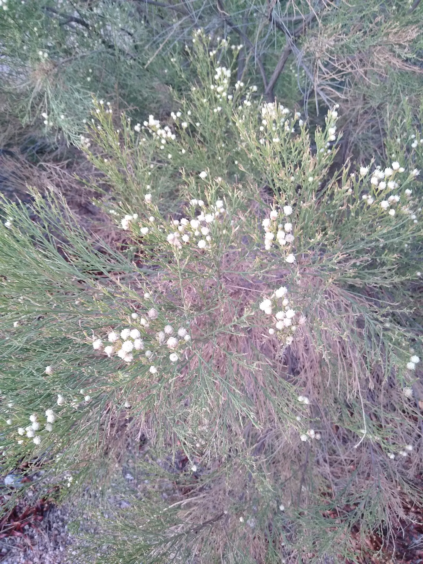 Desert Broom, Rosin Bush (Baccharis Sarothroides) — commonly referred to as Desert Broom or Rosin Bush
