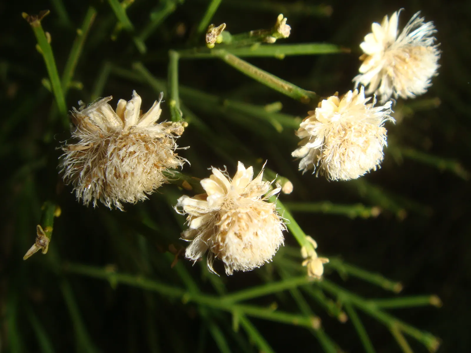 Desert Broom, Rosin Bush (Baccharis Sarothroides) — typically reaching heights of 3 to 6 feet