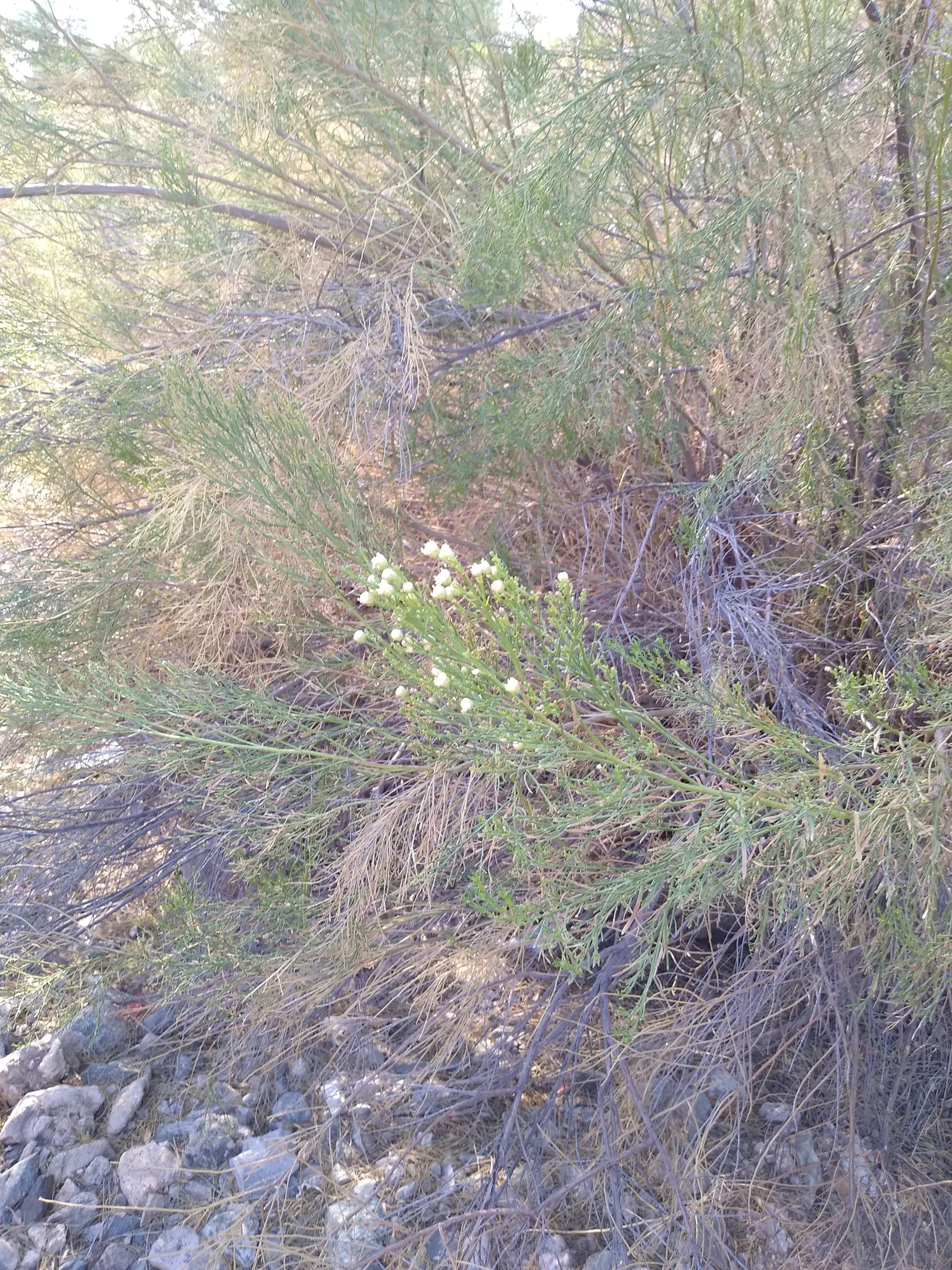 Desert Broom, Rosin Bush (Baccharis Sarothroides) — Ideal for xeriscaping, it provides erosion control and habitat for wildlife