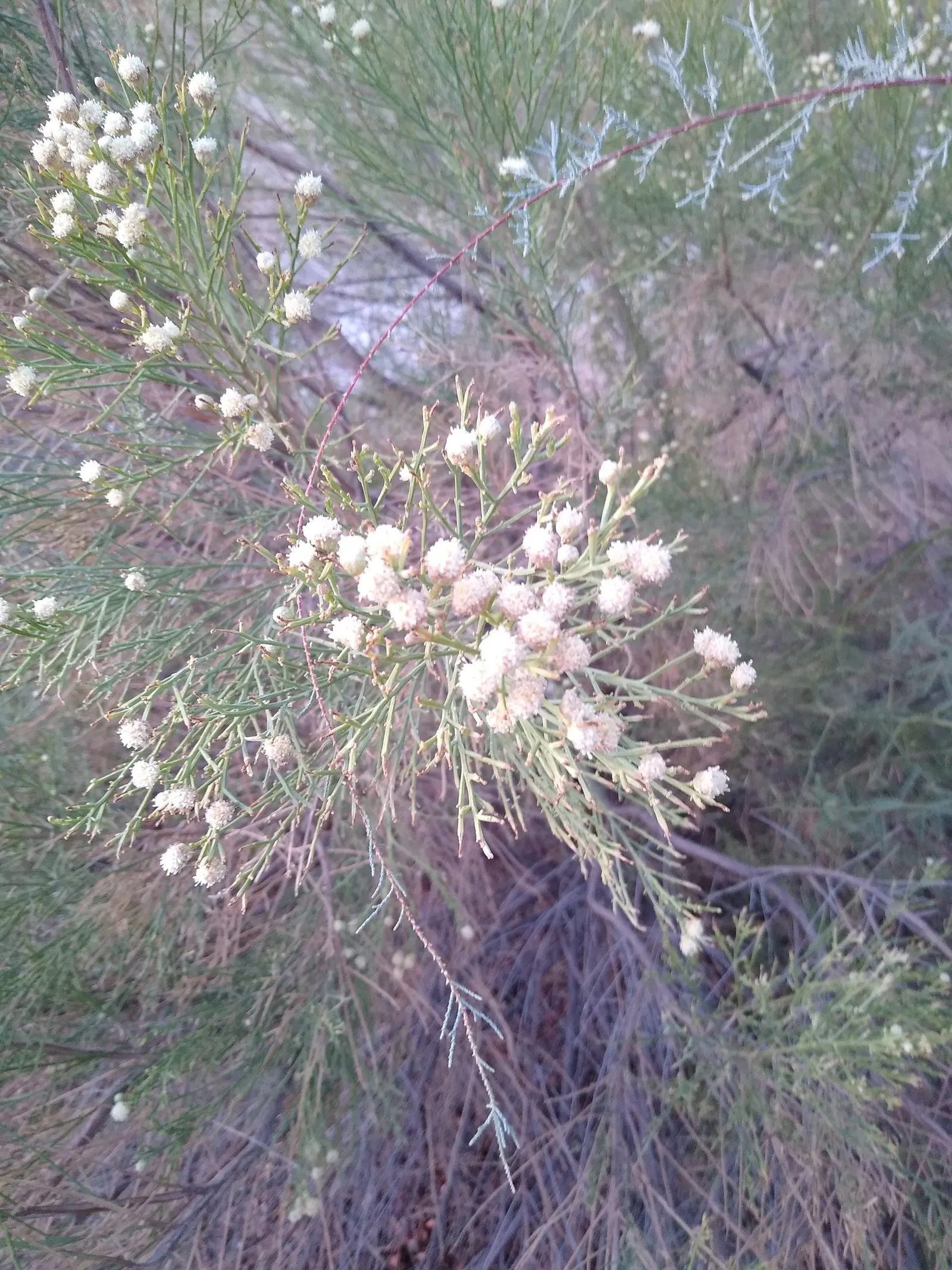 Desert Broom, Rosin Bush (Baccharis Sarothroides) — As a landscape architect assistant