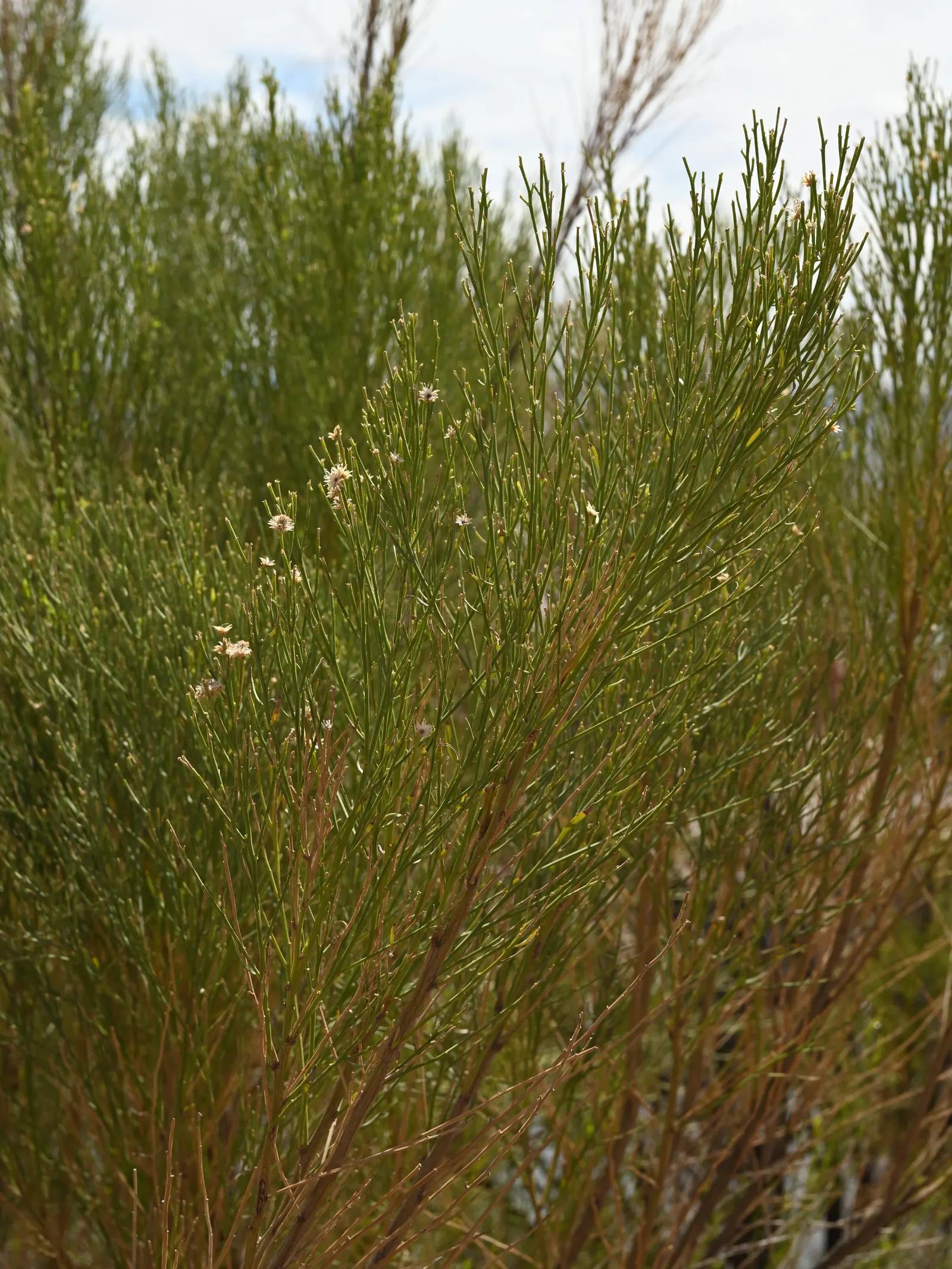 Desert Broom, Rosin Bush (Baccharis Sarothroides) — drought-tolerant shrub native to the arid climates of the American Southwest