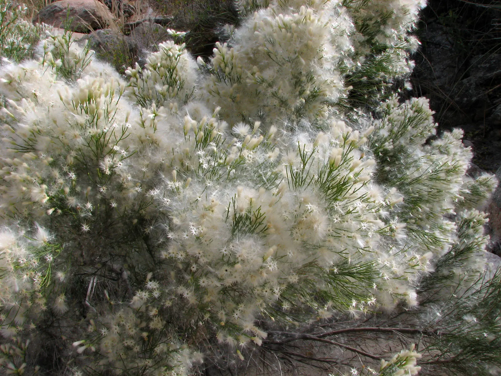 Desert Broom, Rosin Bush (Baccharis Sarothroides) — evergreen plant thrives in full sun and well-drained soils