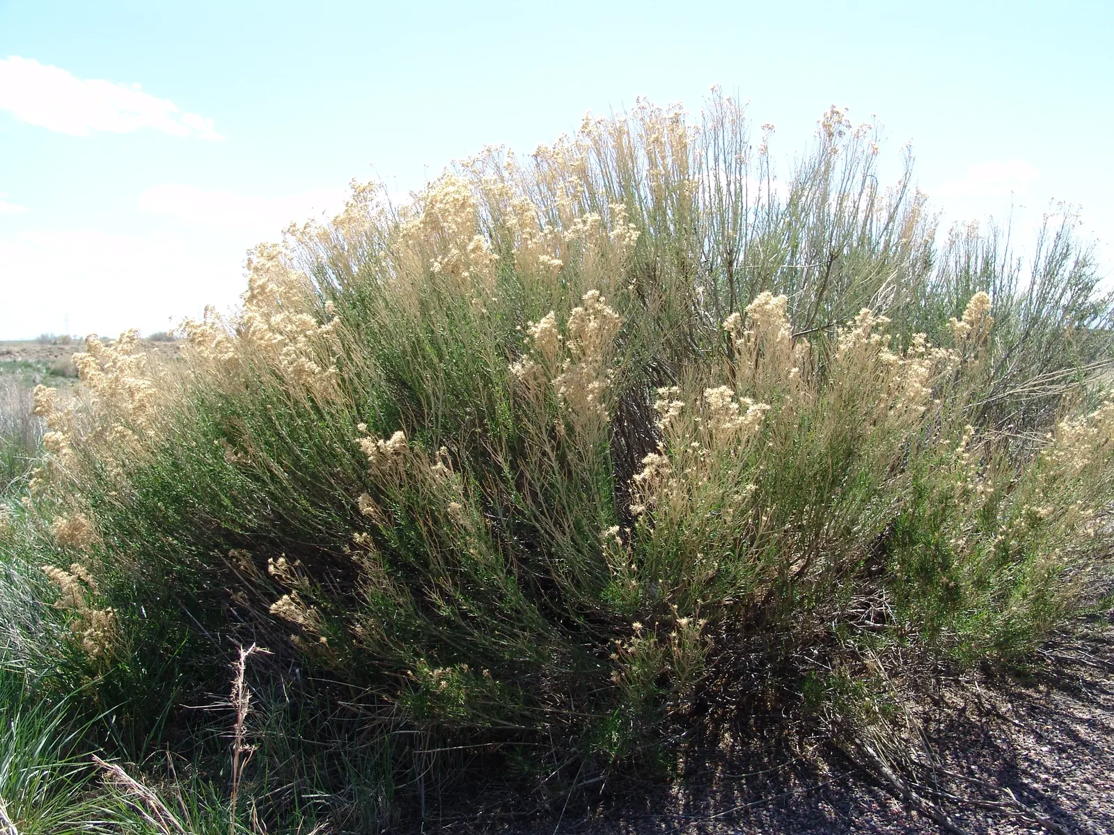 Desert Broom, Rosin Bush (Baccharis Sarothroides) — needle-like leaves are small and narrow