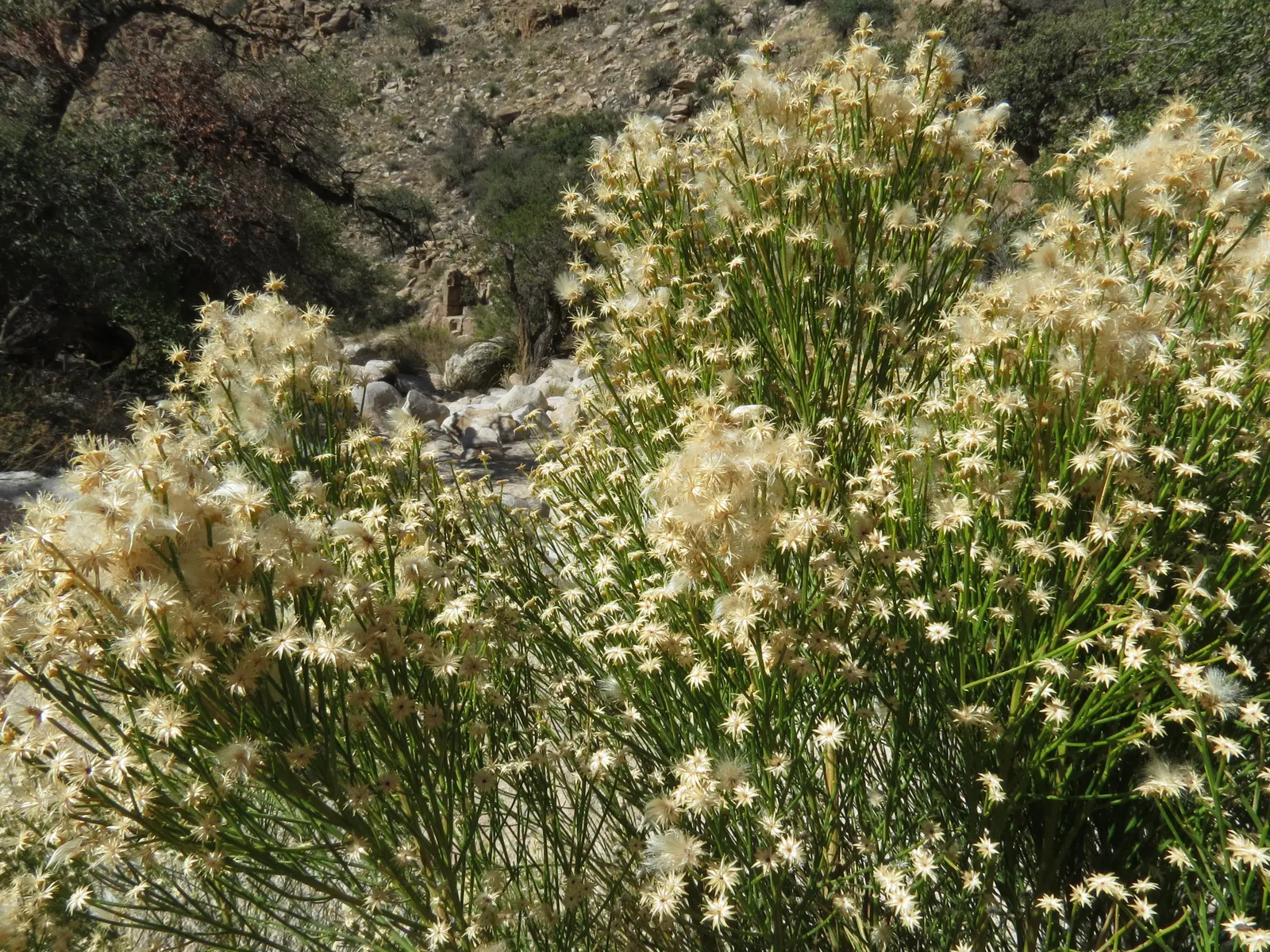 Desert Broom, Rosin Bush (Baccharis Sarothroides) — It reaches up to 6 ft in height and spreads to 4 ft