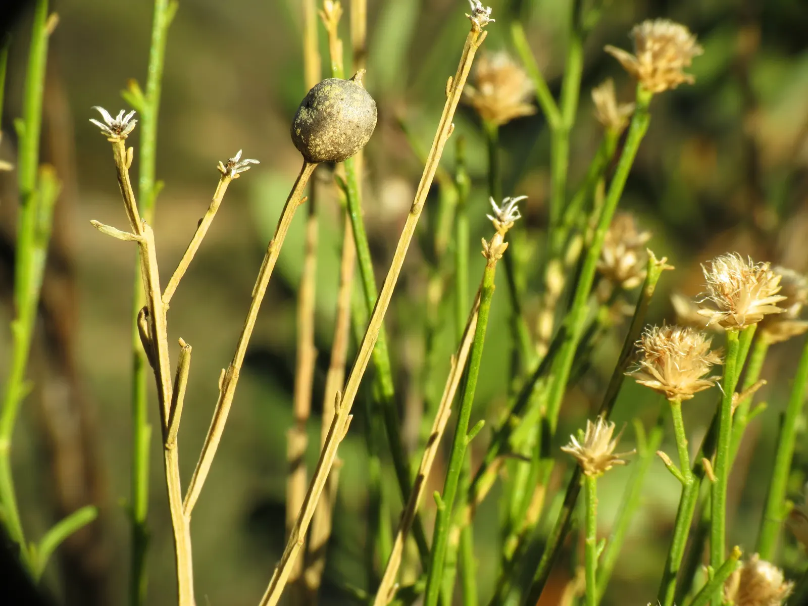 Desert Broom, Rosin Bush (Baccharis Sarothroides) — giving it an airy and delicate appearance despite its hardy nature